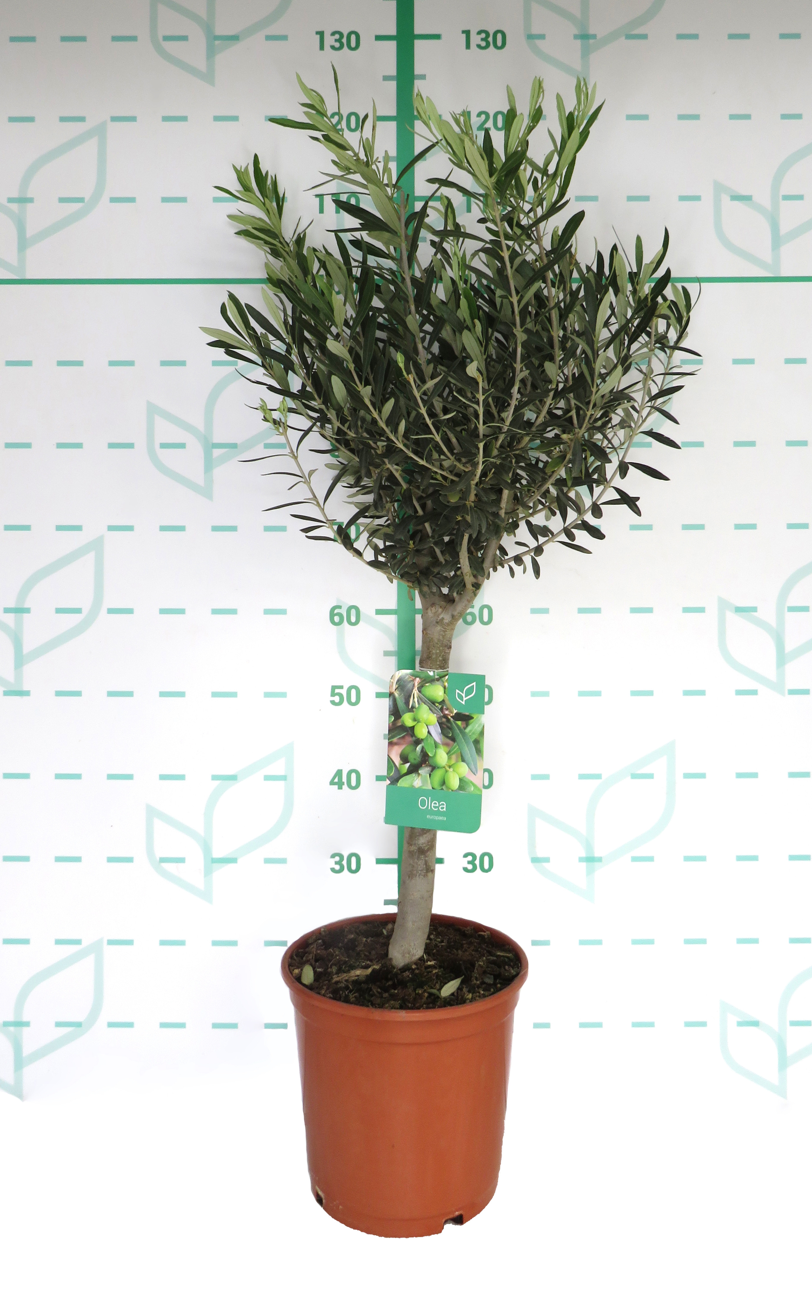Olea europaea 10L Ht 40 80/90