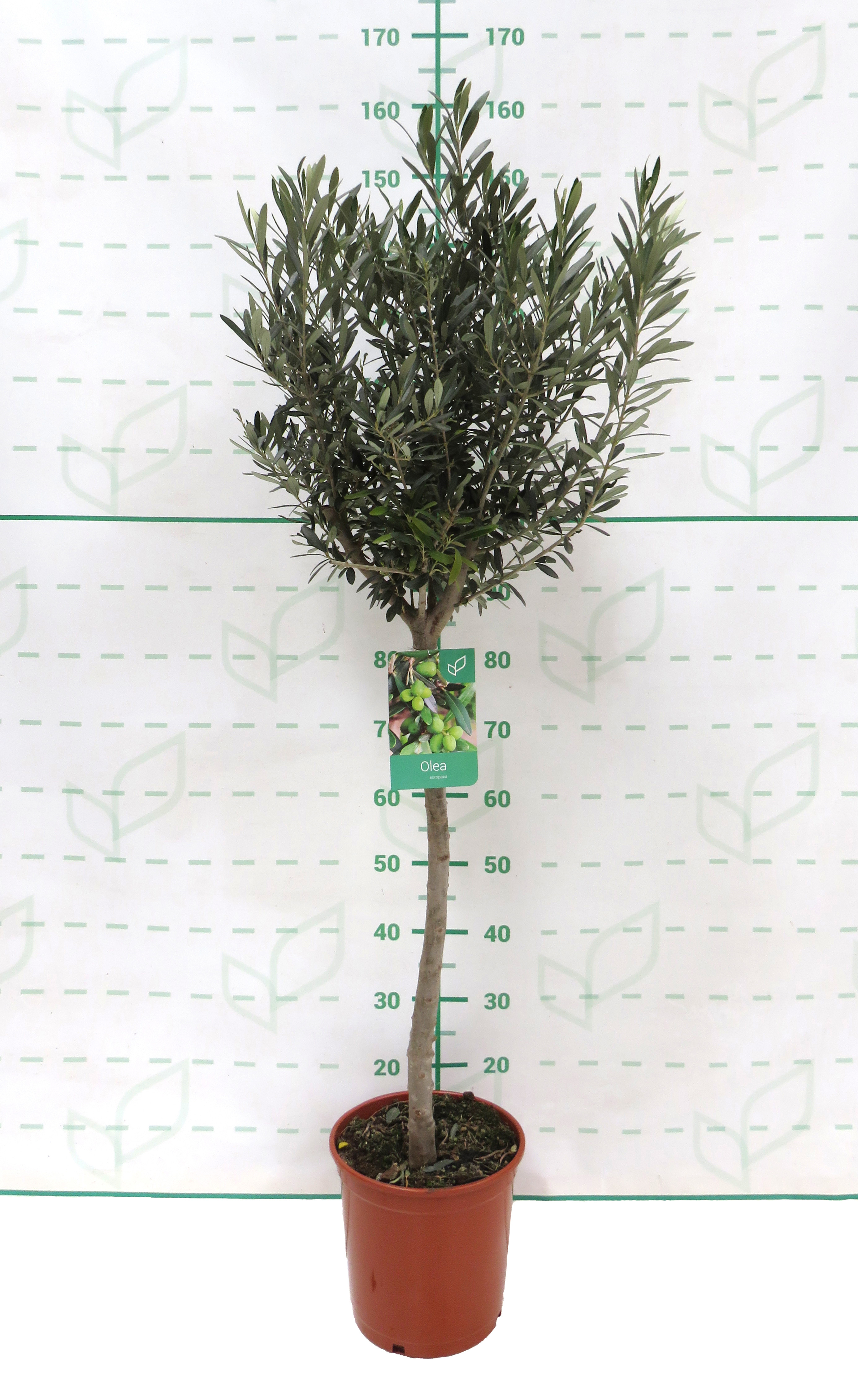 Olea europaea 10L Ht 70 110/130