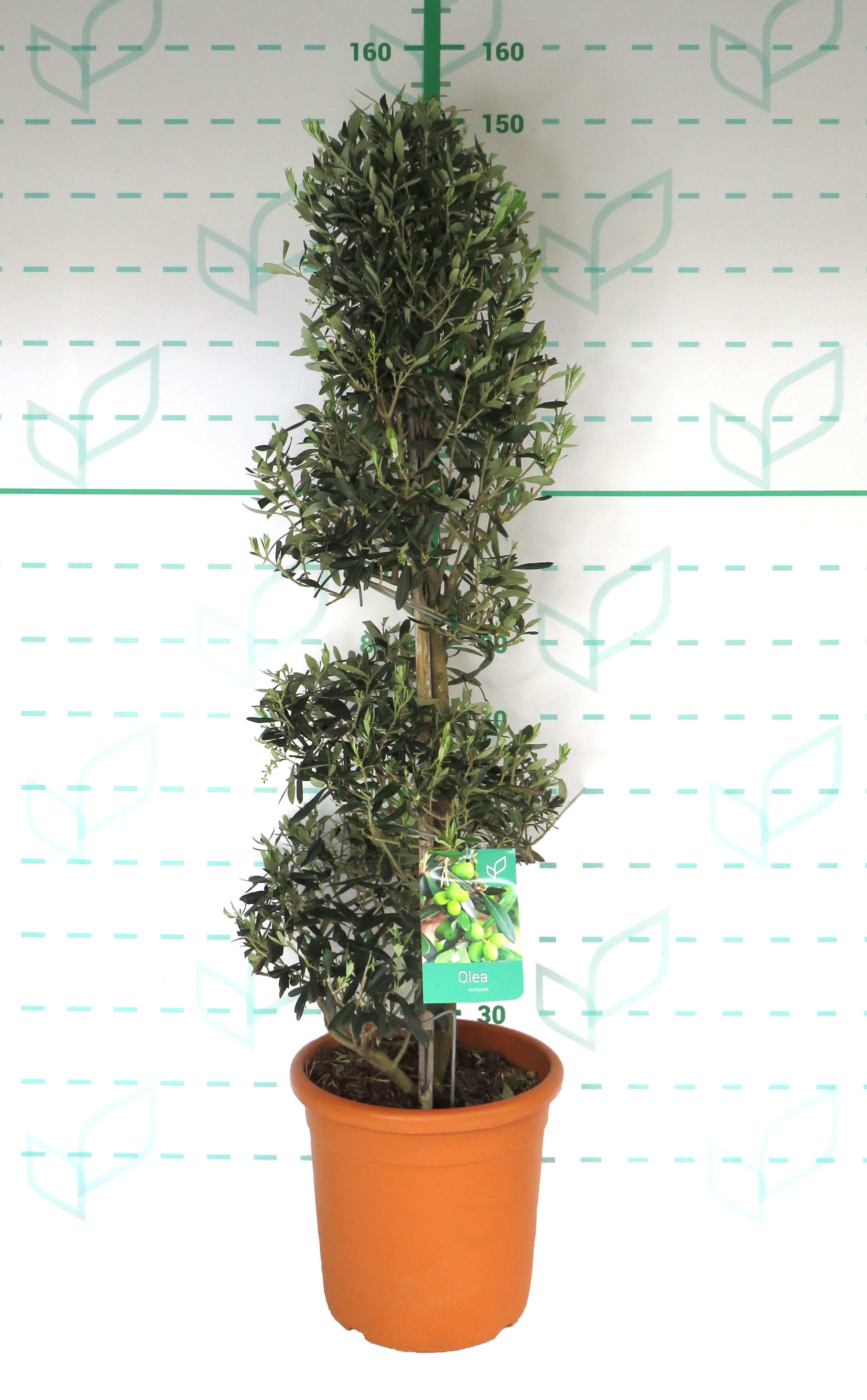 Olea europaea 18L 110/130 Espiral