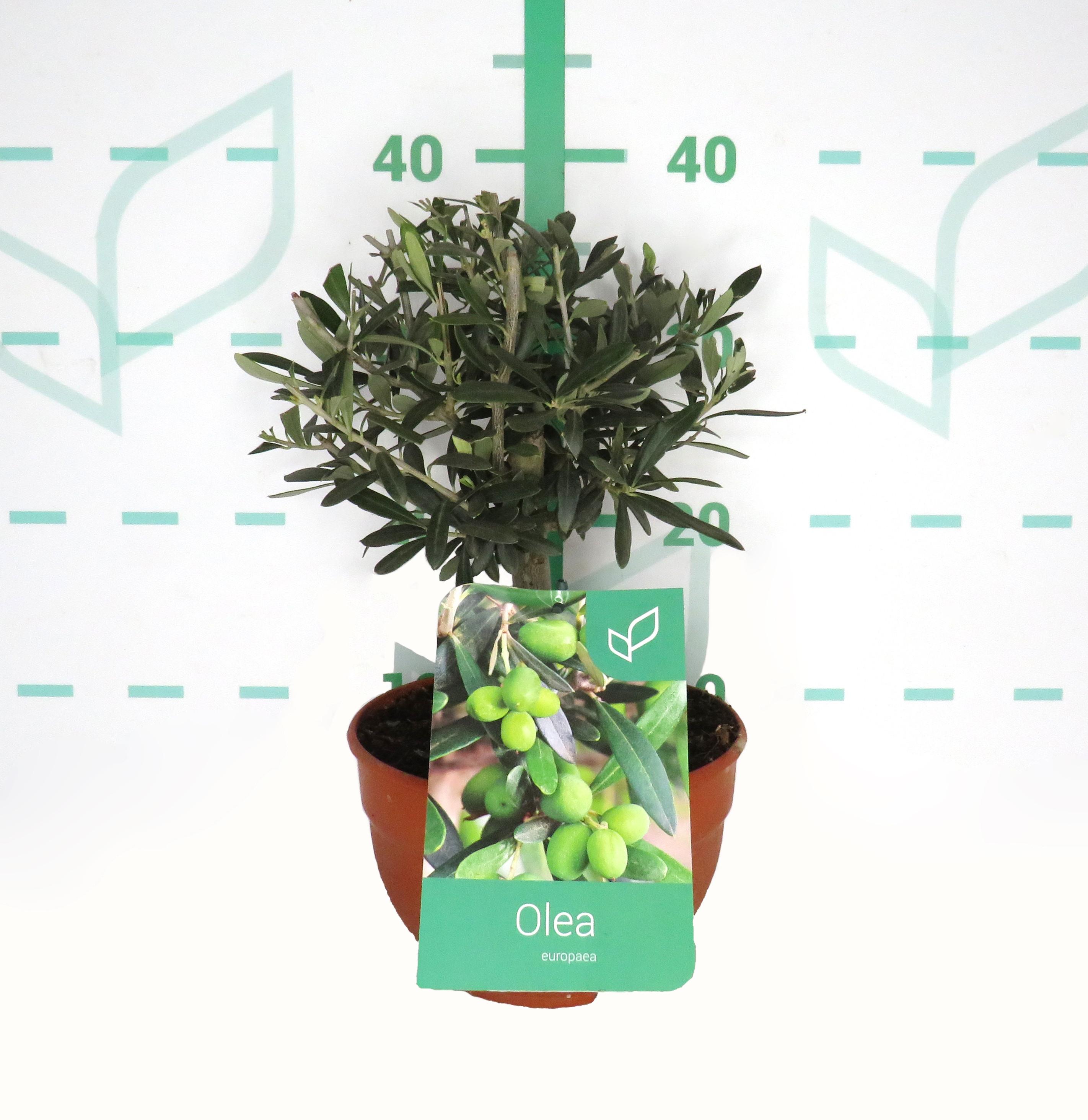 Olea europaea 3L Tarrina Ht 10/15 35/40