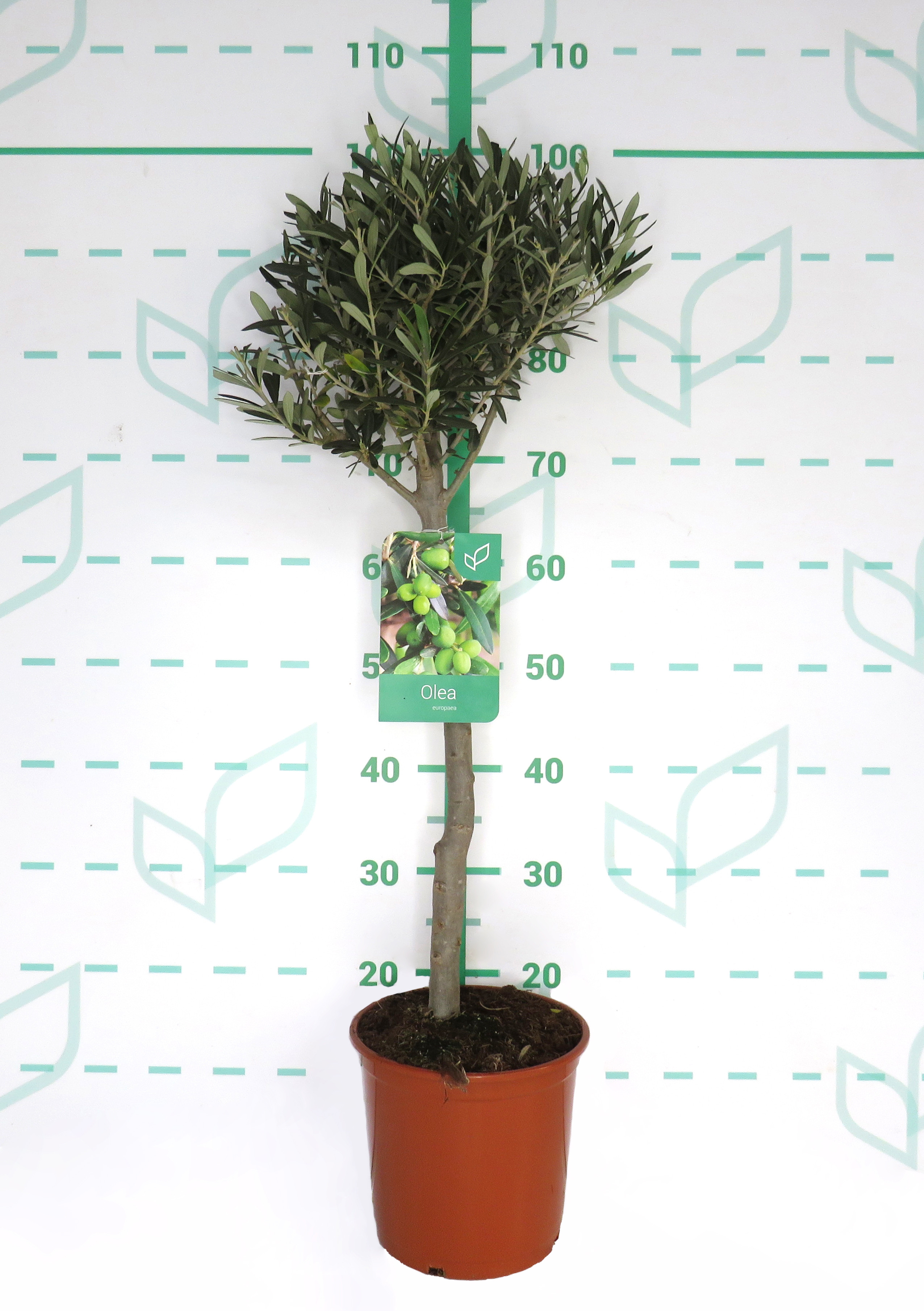 Olea europaea 5L Ht 50 75/80