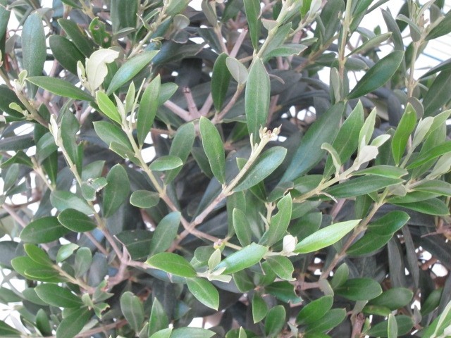 Olea europaea 225L Deco "TOPIARIA ZEN" LOTE 6