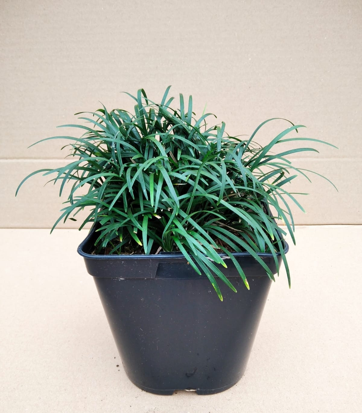 Ophiopogon japonicus "Minor" 2L R/C