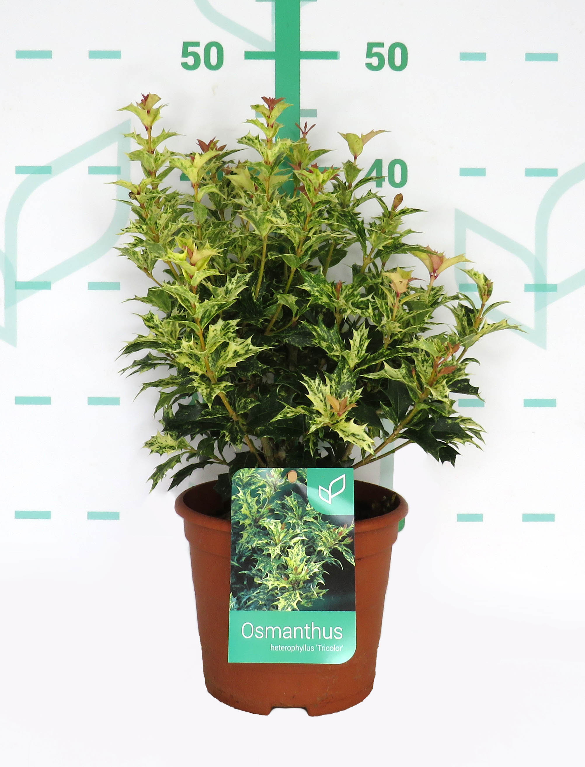 Osmanthus heterophyllus "Tricolor" 2.5L Deco 20/40