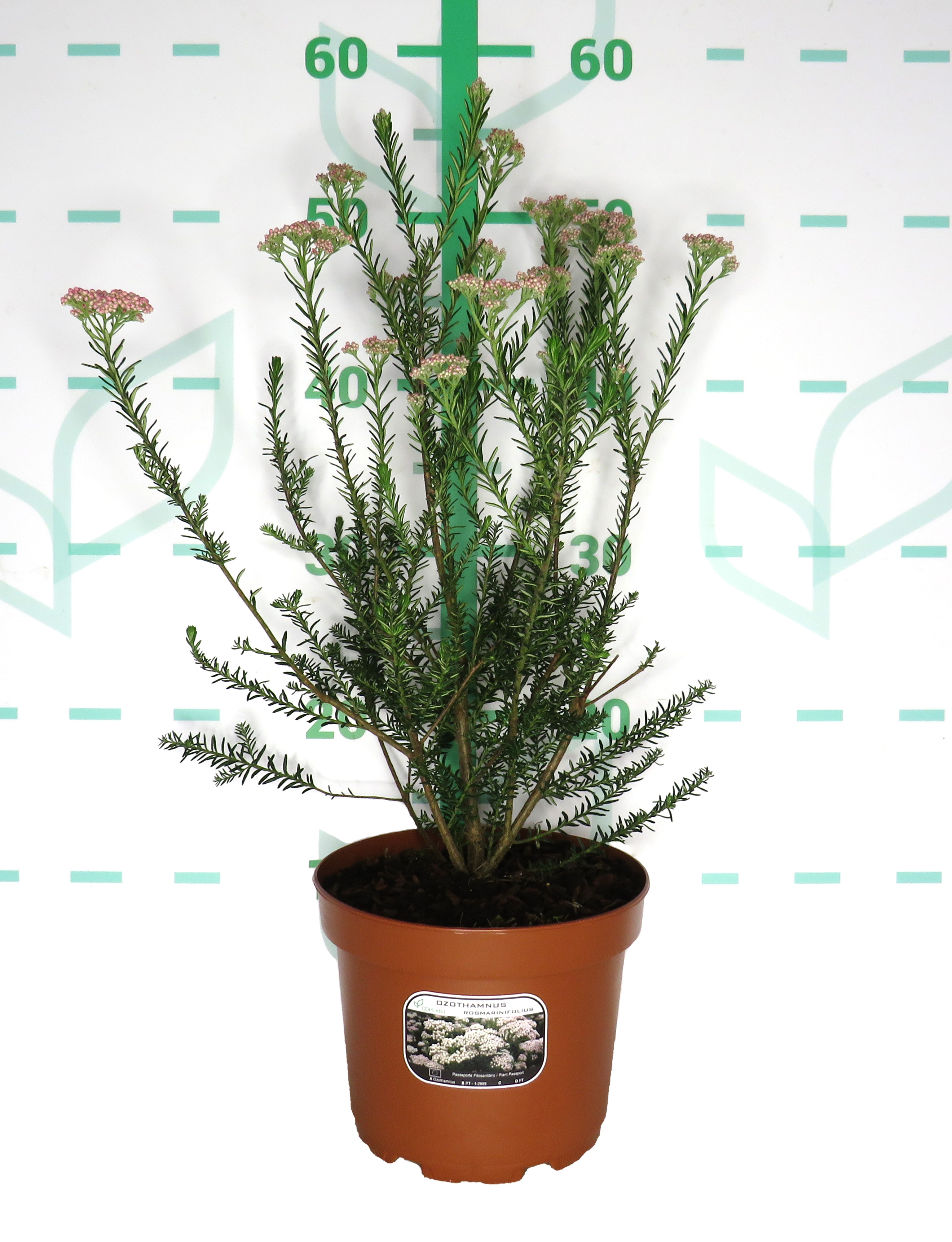 Ozothamnus rosmarinifolius 2.5L 40/50