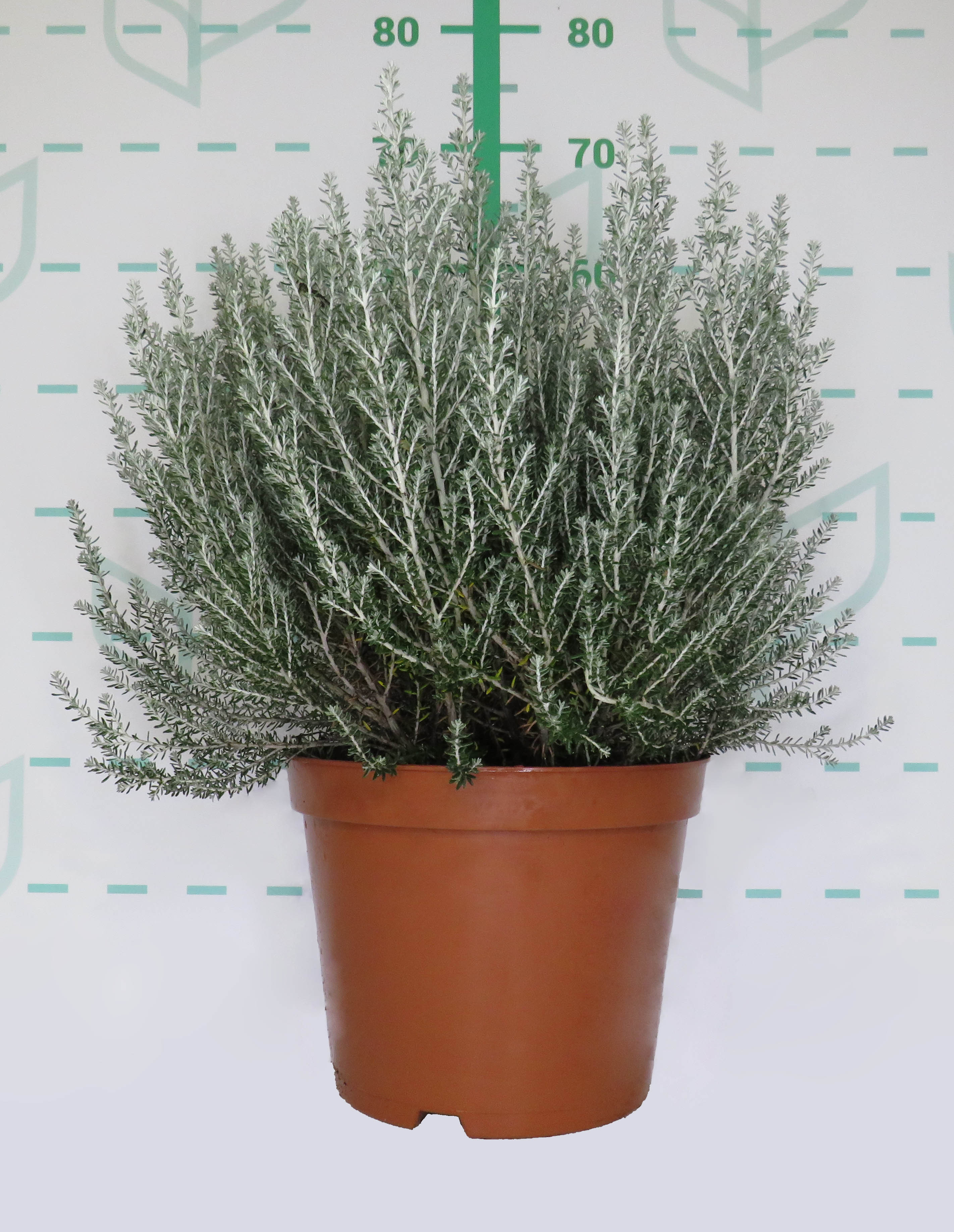 Ozothamnus rosmarinifolius "Silver Jubileé" 10L 30/40