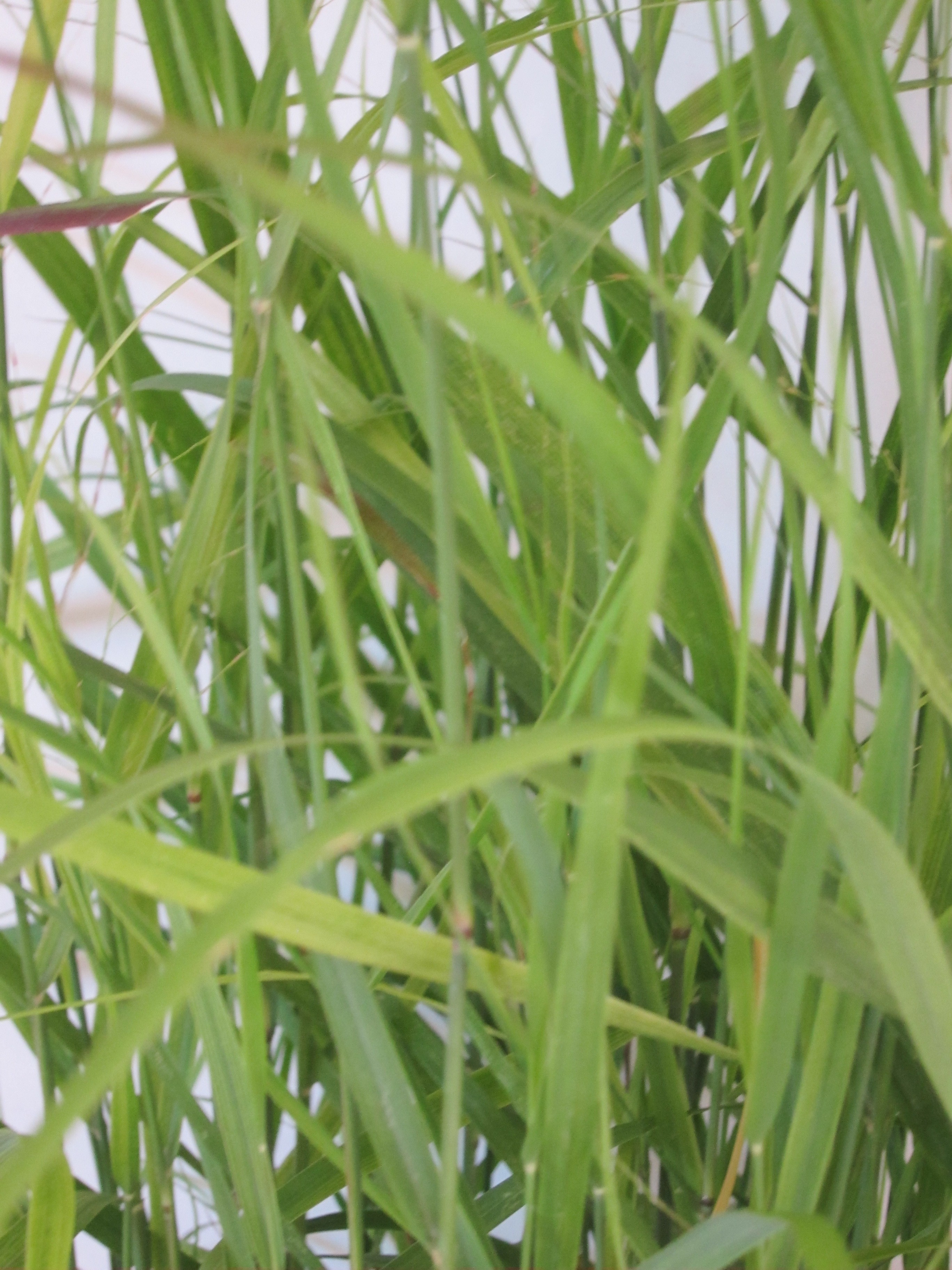 Panicum virgatum "Shenandoah" 2.5L R/C 30/40