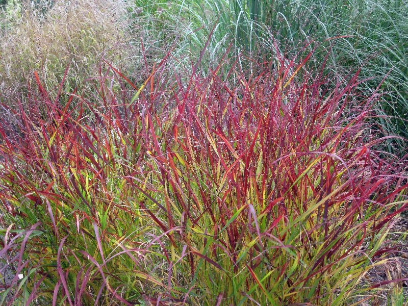 Panicum virgatum "Squaw" 2.5L 40/50