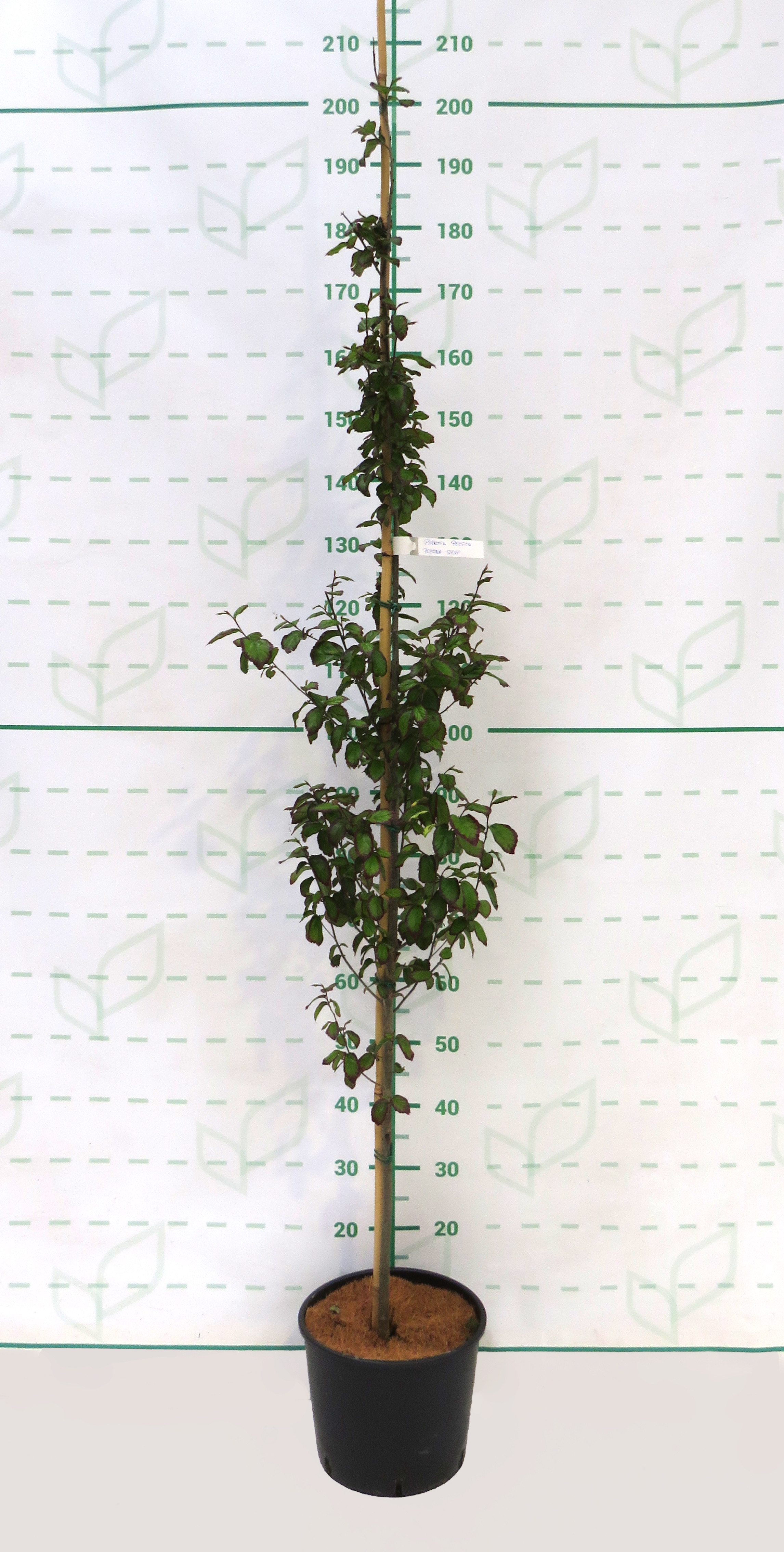 Parrotia persica "Persian Spire" 10L 150/170