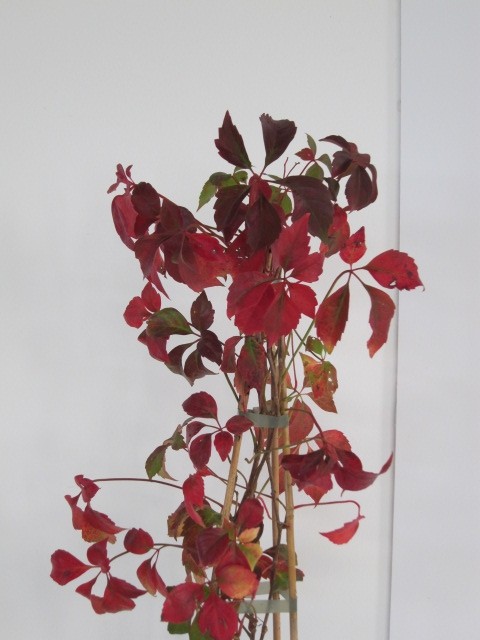 Parthenocissus quinquefolia 2L Alto 3 Tutores 60