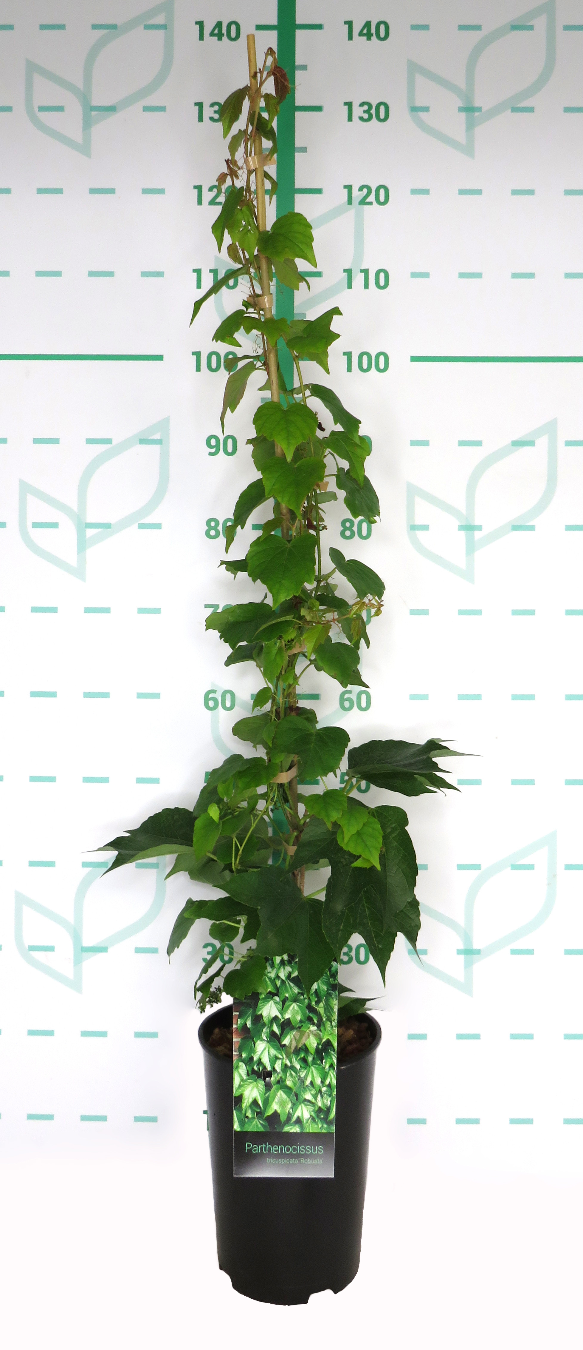 Parthenocissus tricuspidata "Veitchii Robusta" 5.5L 2 Tutotres 120