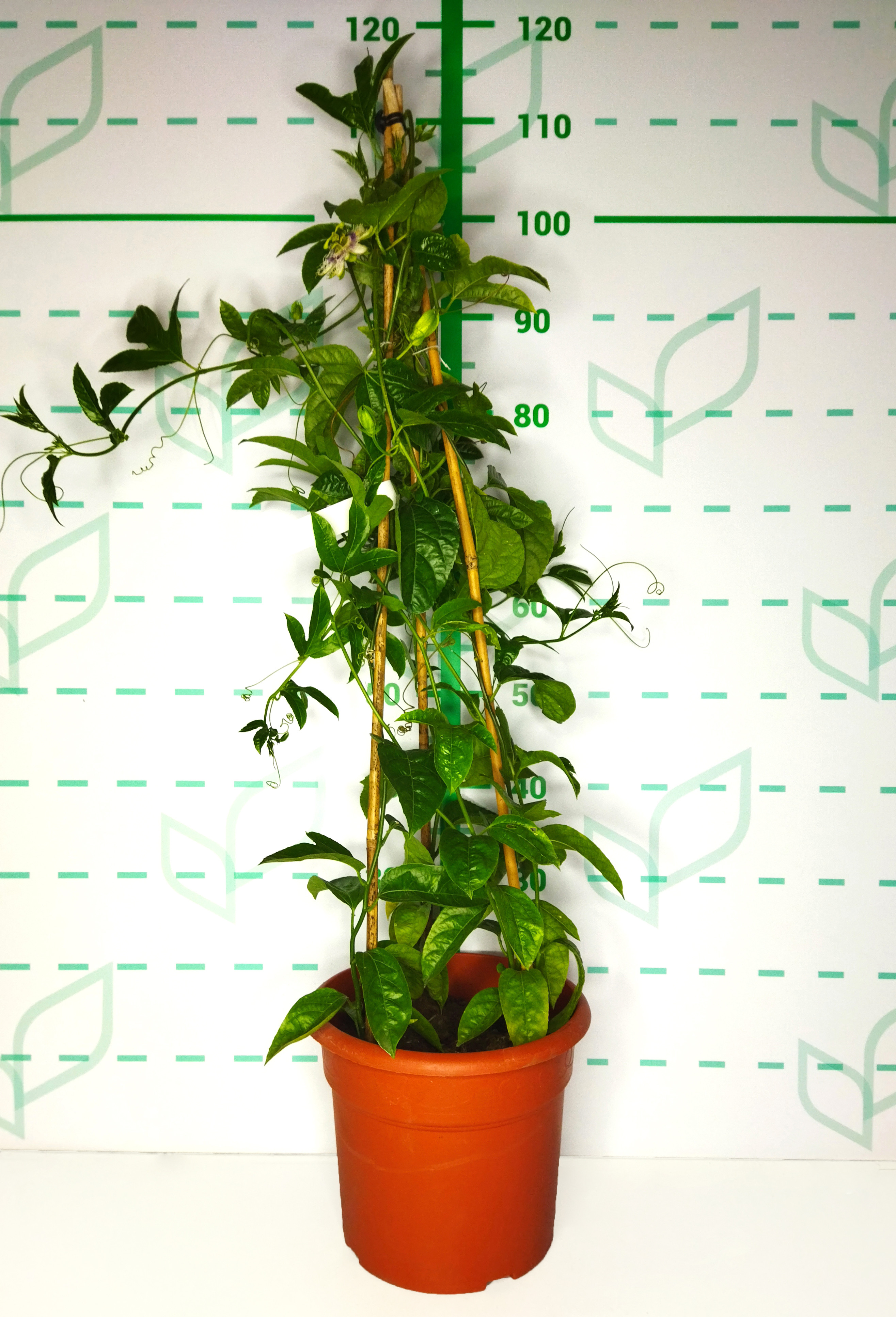 Passiflora edulis 10L Deco 90/100