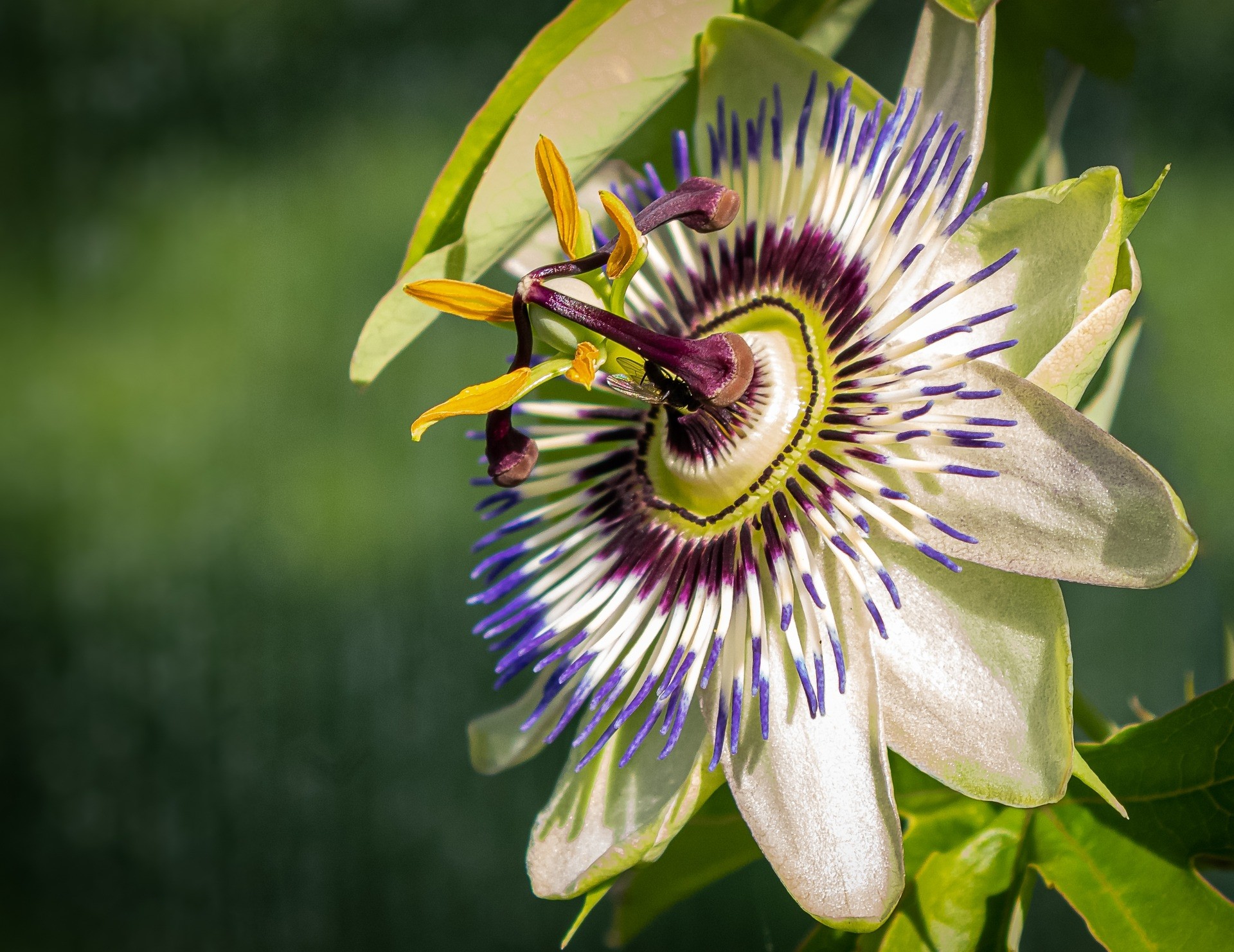 Passiflora edulis 1L R/C 1 Tutor (Maracuyá)