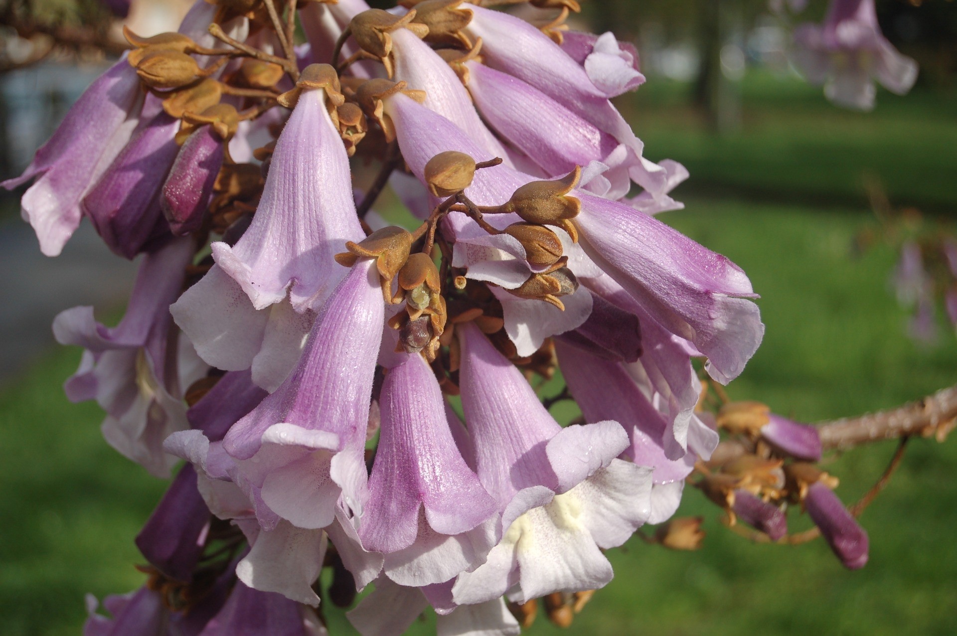 Paulownia fortunei "Fast Blue" 10L 180/220