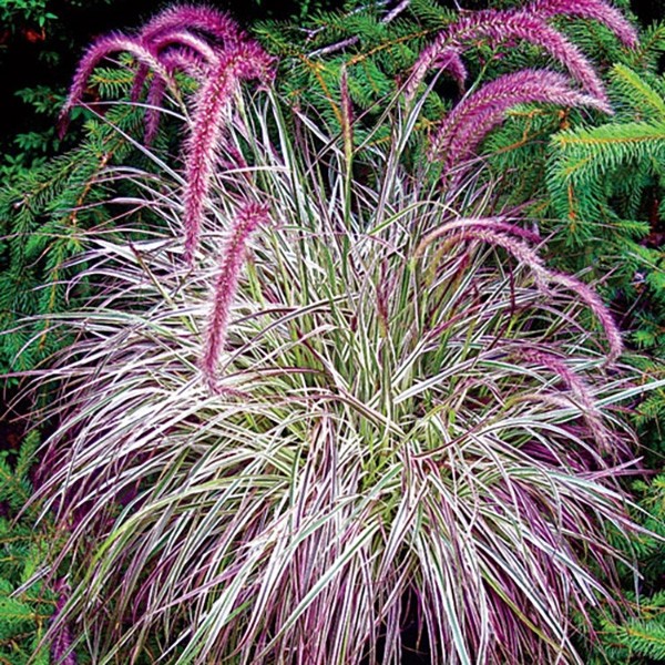 Pennisetum x advena "Cherry Sparkler" 2.5L 20/30