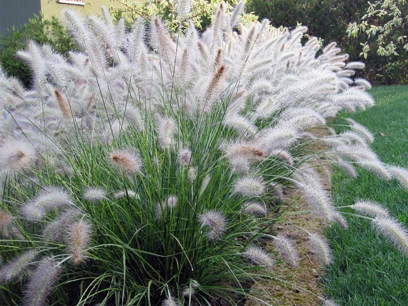 Pennisetum alopecuroides "Hameln" 2.5L 30/40