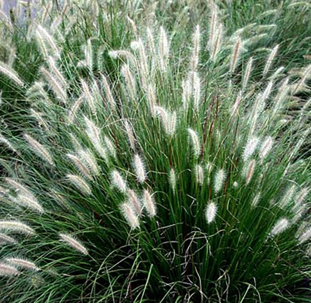 Pennisetum alopecuroides "Little Bunny" 2.5L R/C 20/30