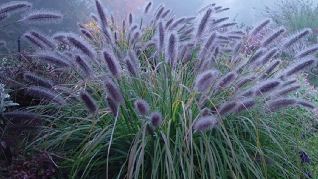 Pennisetum alopecudoides "Moudry" 2.5L 20/30