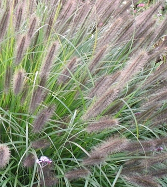 Pennisetum alopecuroides "Viridiscens" 2.5L R/C 10/20