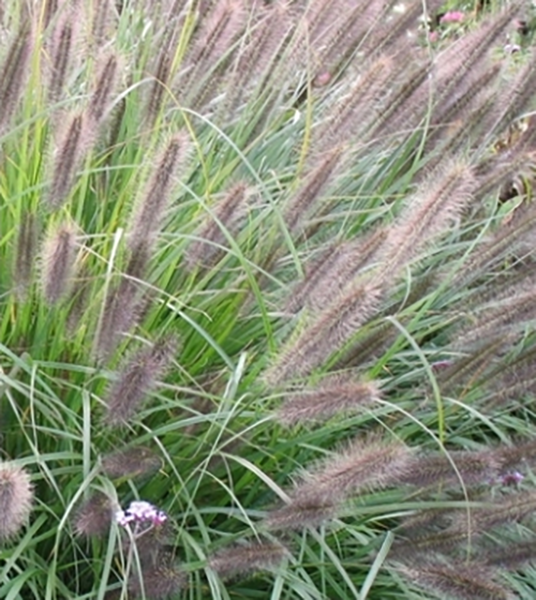 Pennisetum alopecuroides "Viridiscens" 2.5L R/C 30/40