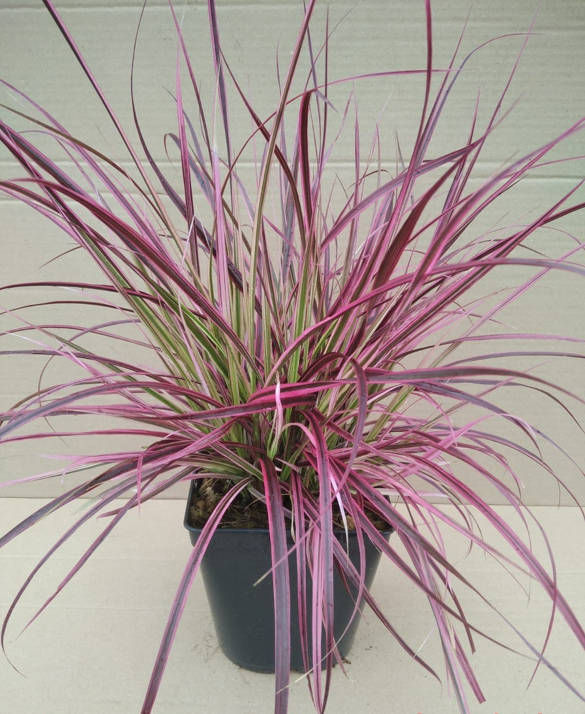 Pennisetum x advena "Fireworks" 2.5L R/C 20/30