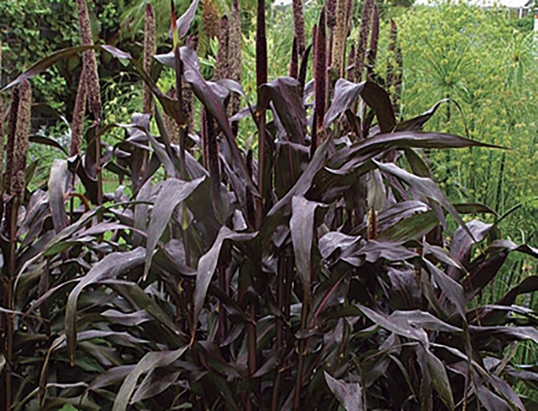 Pennisetum "Purple Baron" 2L