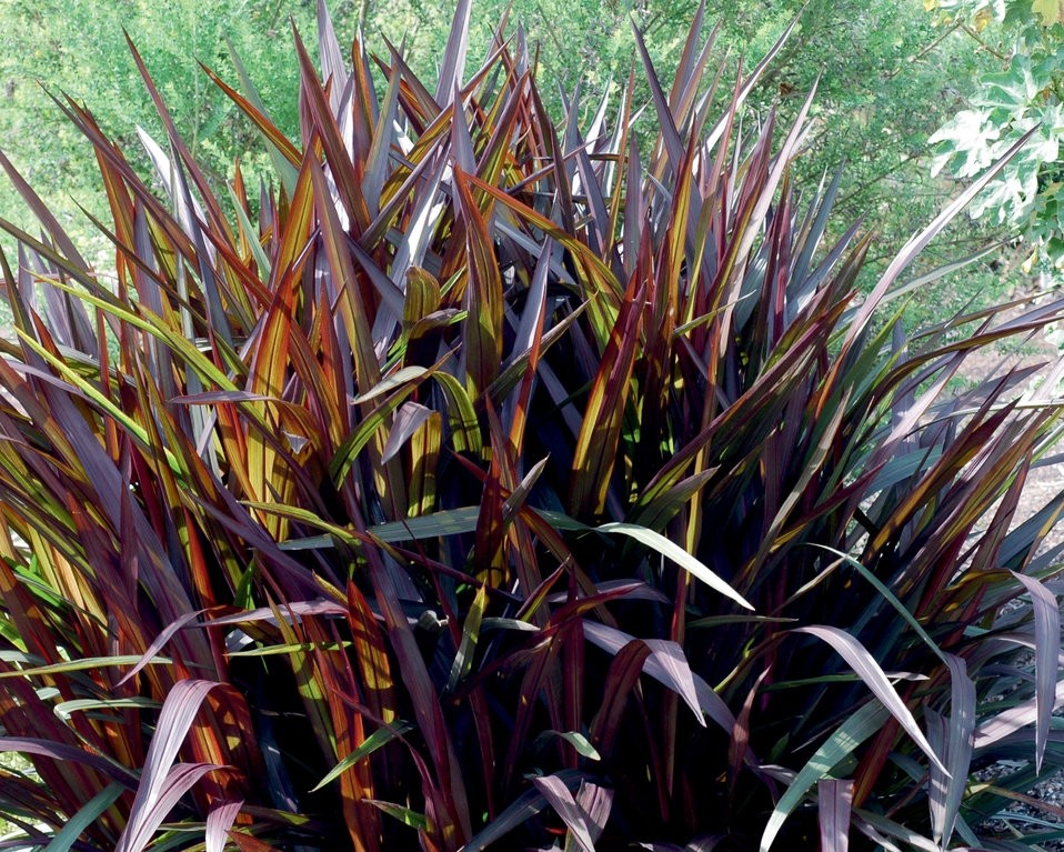 Pennisetum purpureum "Princess Caroline" 2.5L 20/30