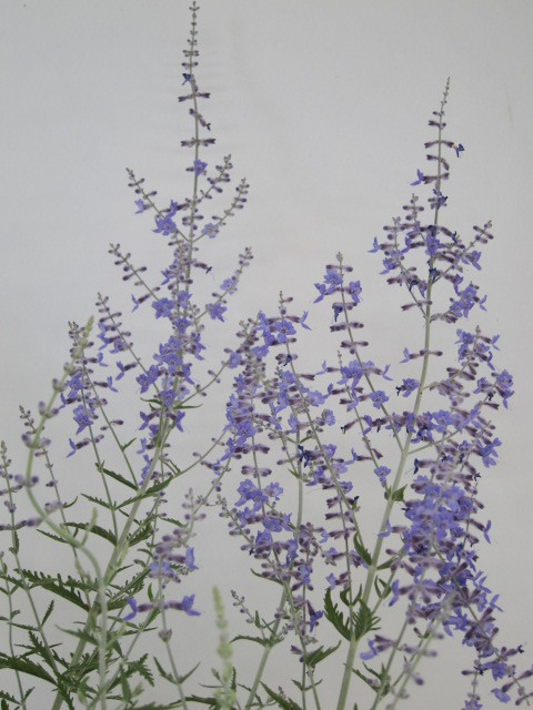 Perovskia atriplicifolia "Little Spire" 2L 25/35 
