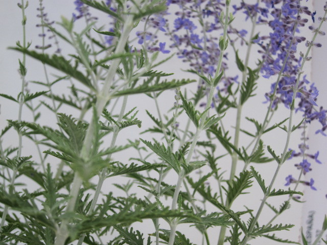 Perovskia atriplicifolia 2.5L 25/35