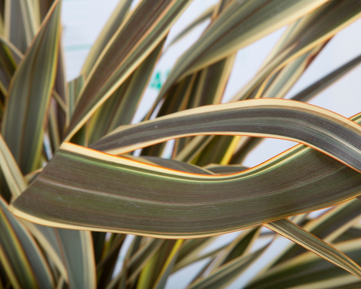 Phormium "Alison Blackman" 10L Deco 8-10 40/60