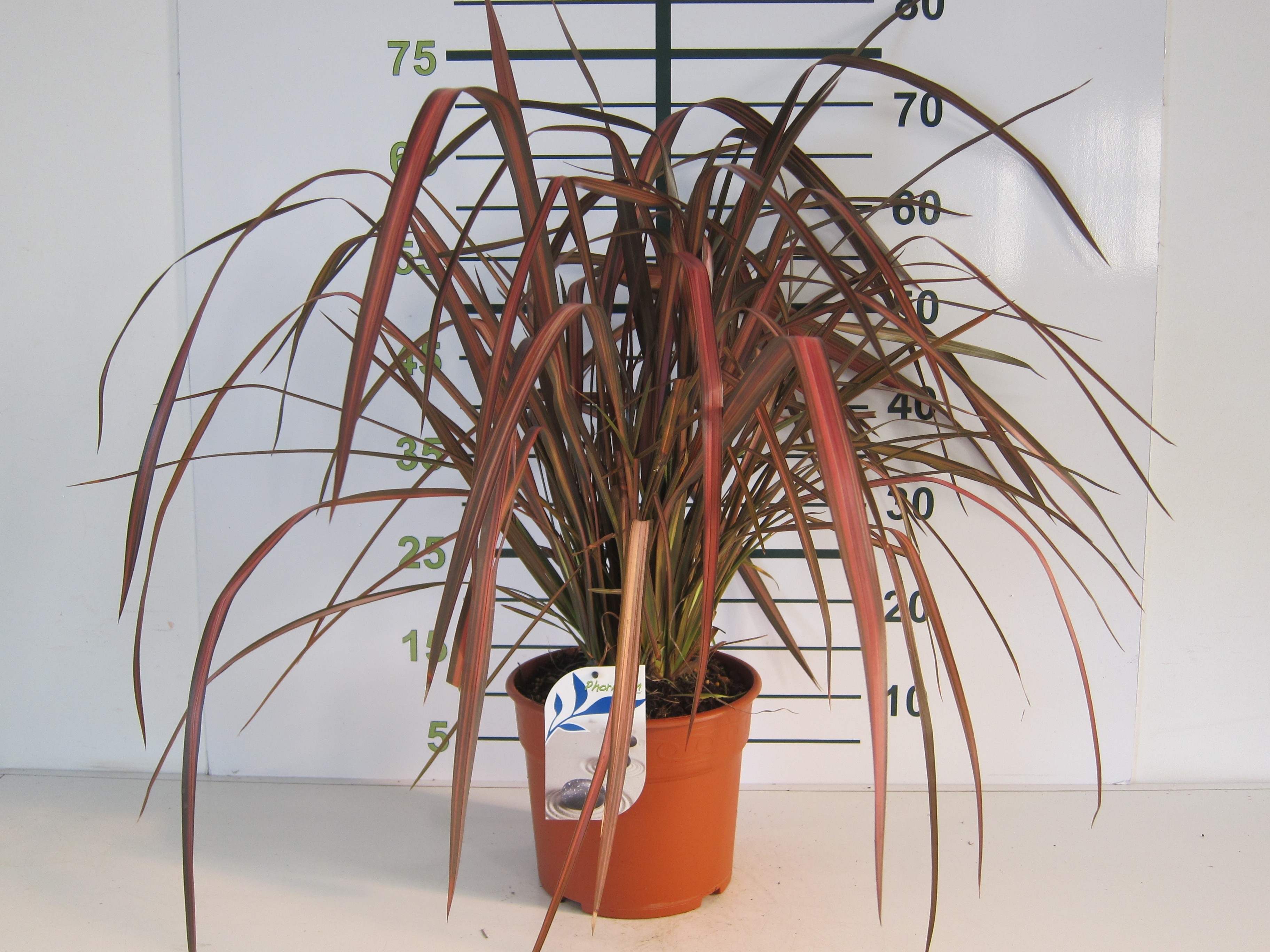 Phormium "Evening Glow" 10L Deco 8-12 50/70