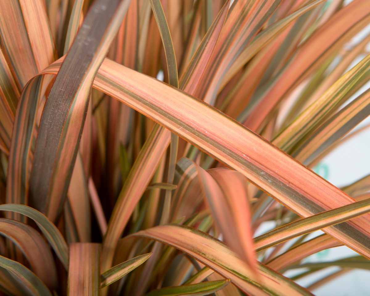 Phormium "Pink Flamingo" 3L 4-6 30/40