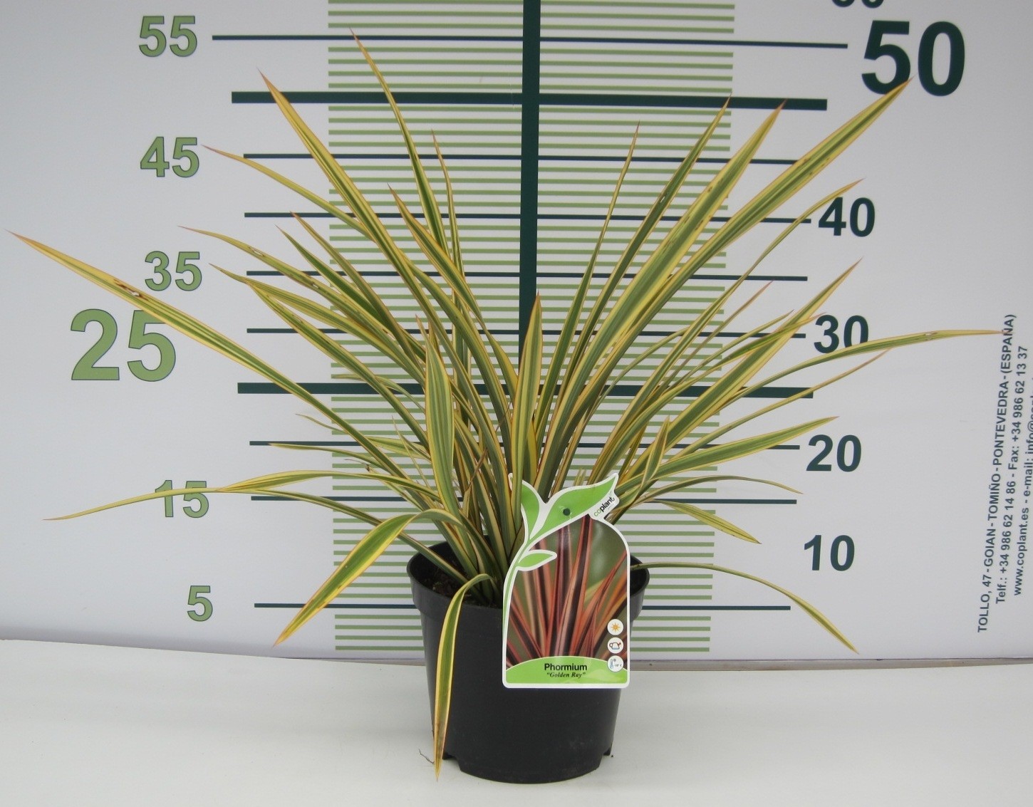 Phormium "Golden Ray" 3L 4-6 30/40