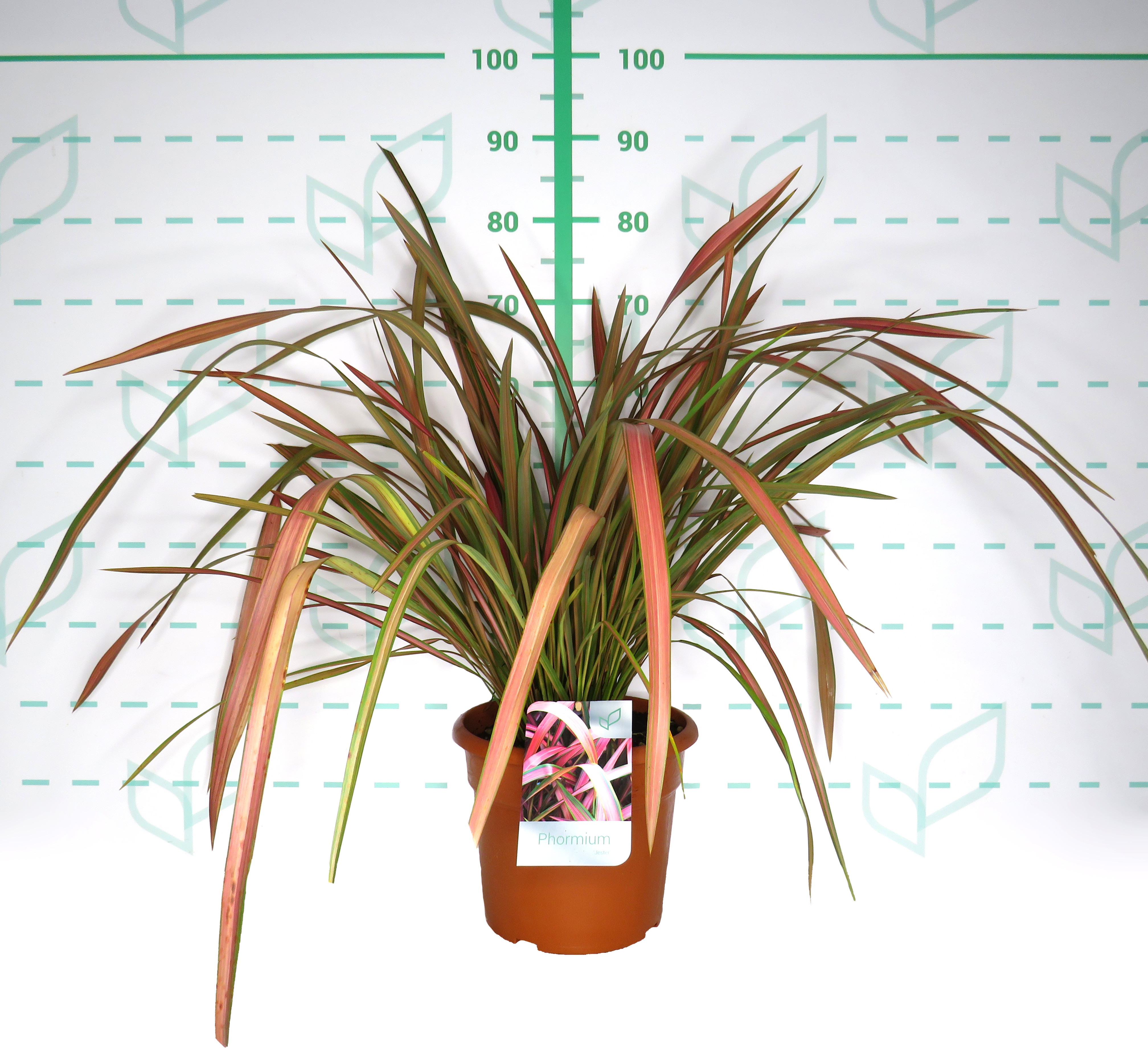 Phormium "Jester" 10L Deco 8-12 70/90