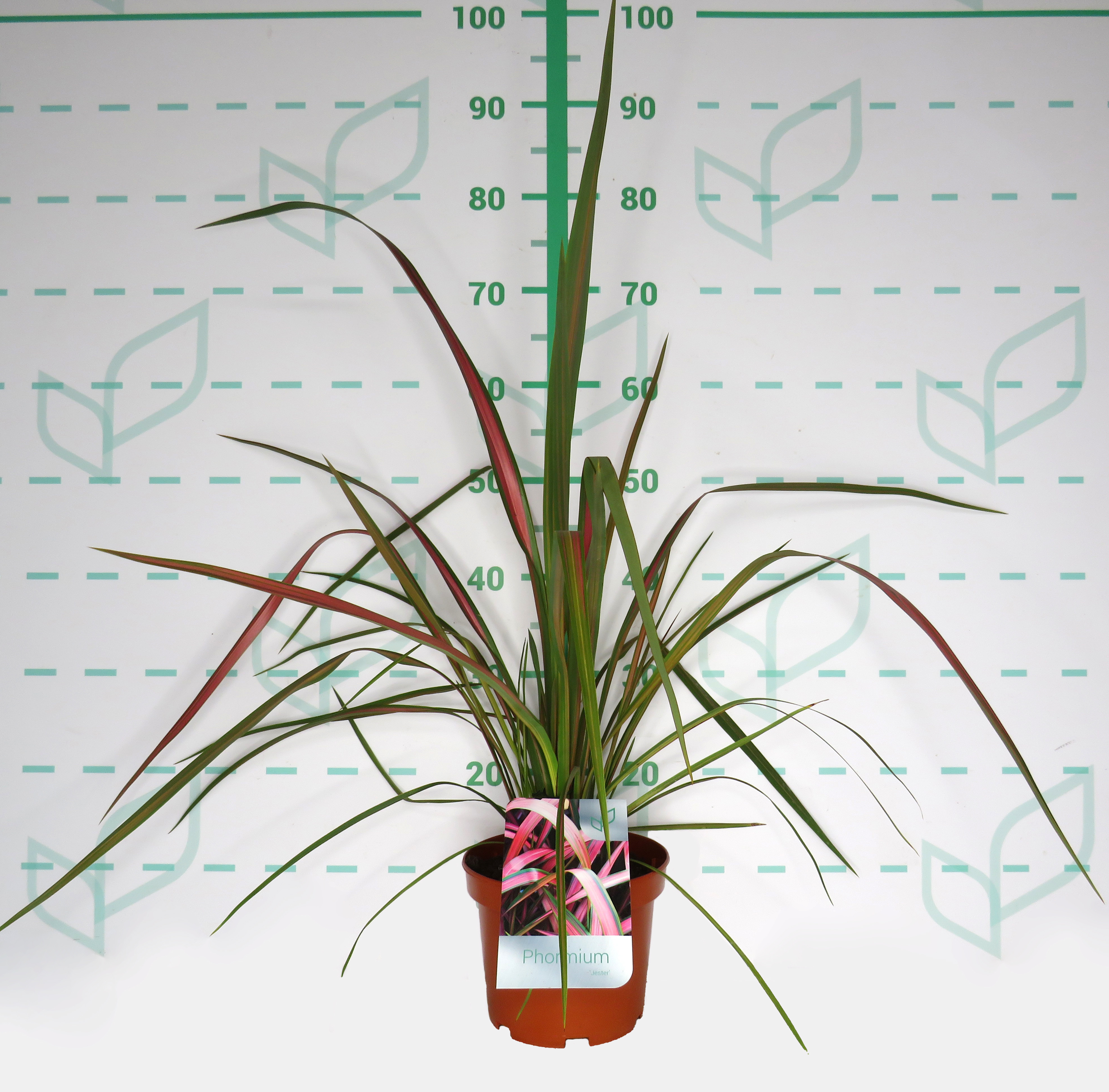 Phormium "Jester" 3L 4-6 30/40