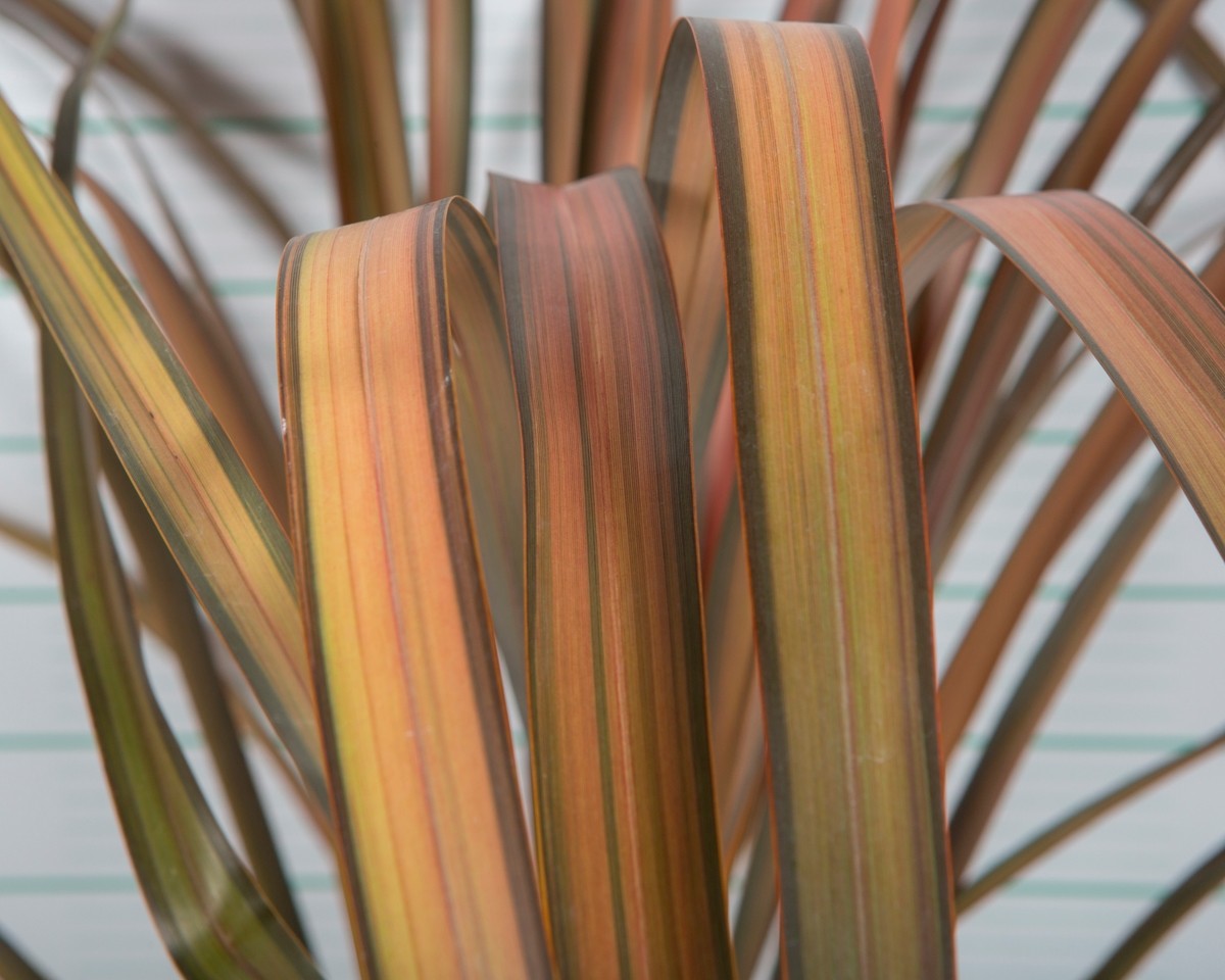 Phormium "Pink Panther" 3L 46 30/40