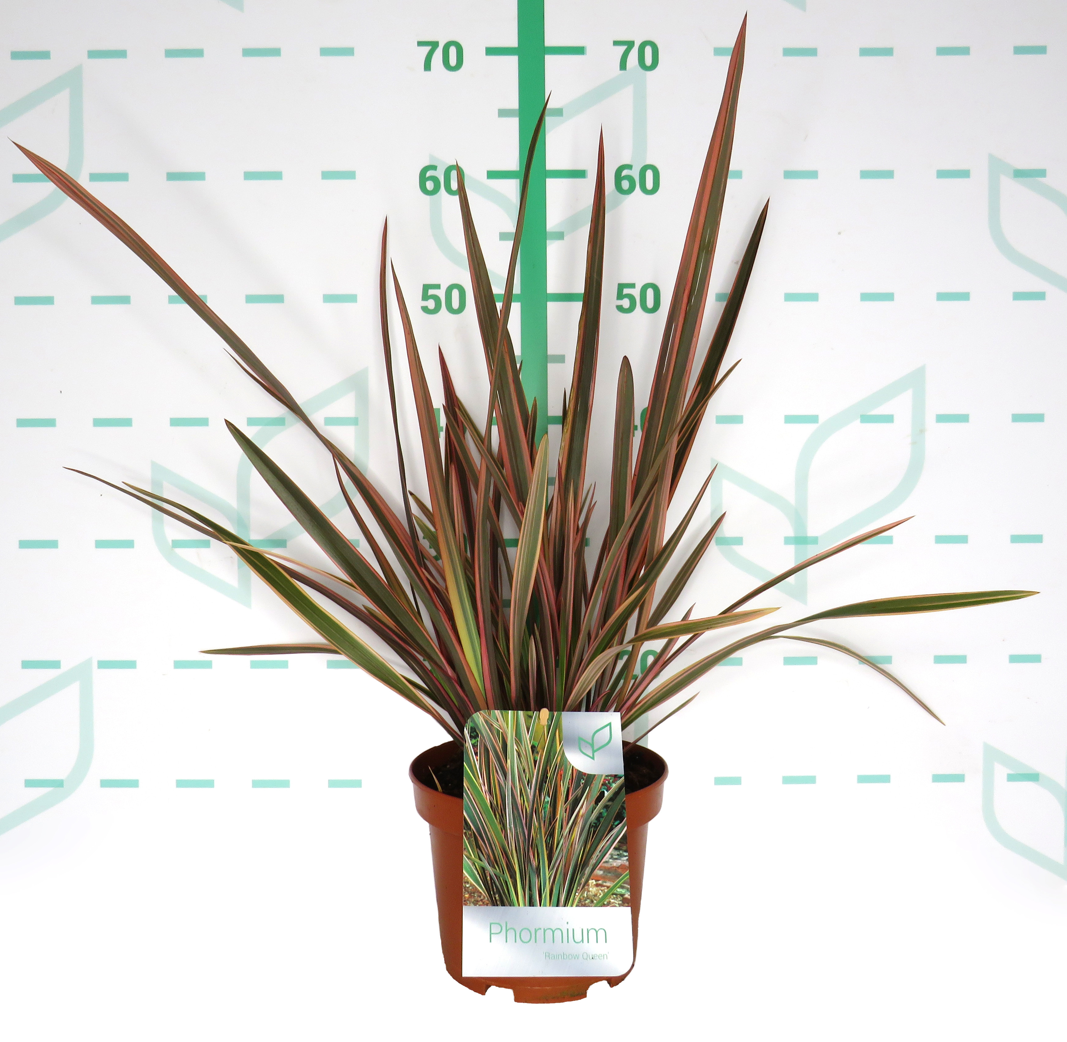 Phormium "Rainbow Queen" 3L 4-6 30/40
