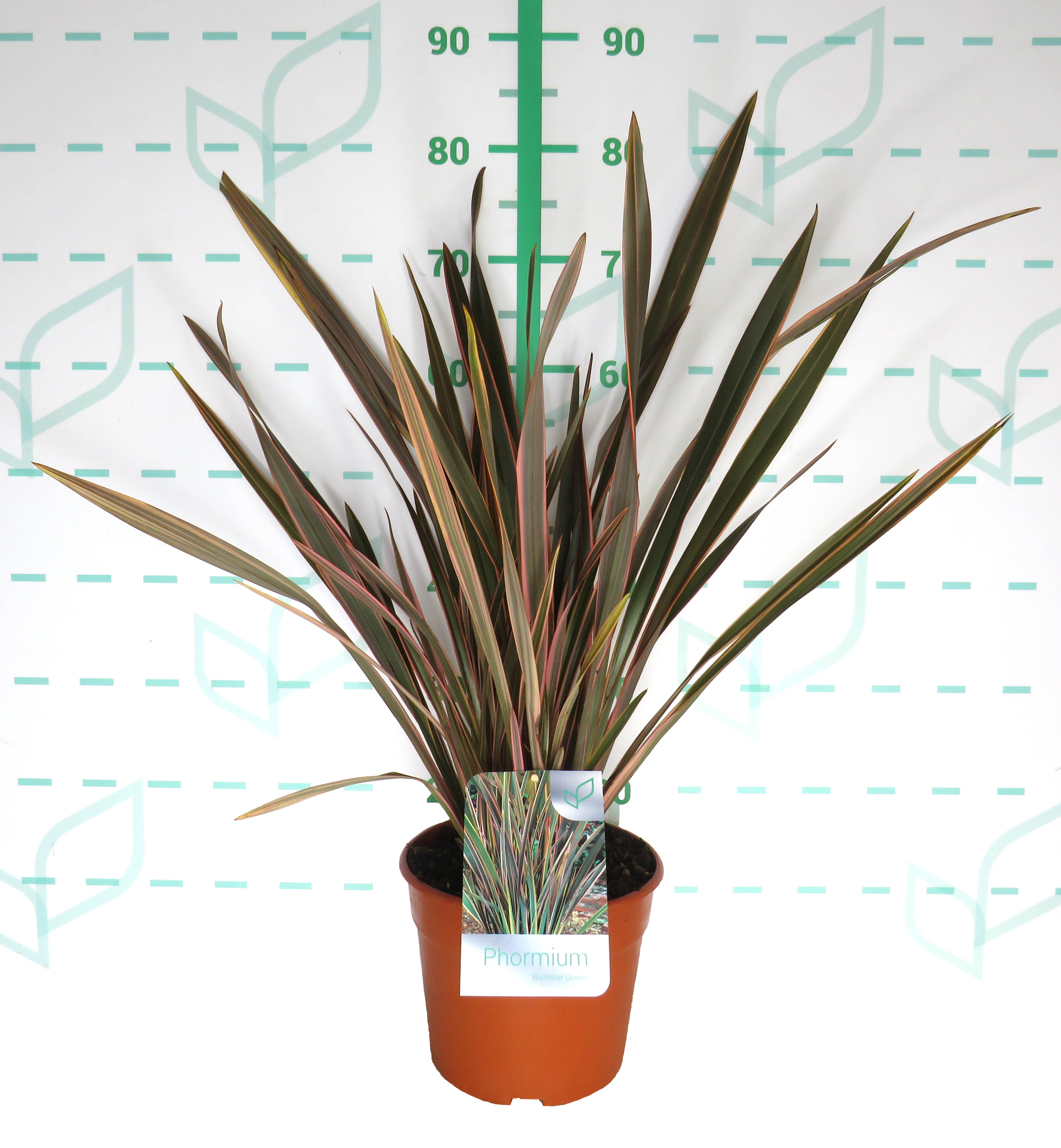 Phormium "Rainbow Queen" 5L Deco 6-10 40/60