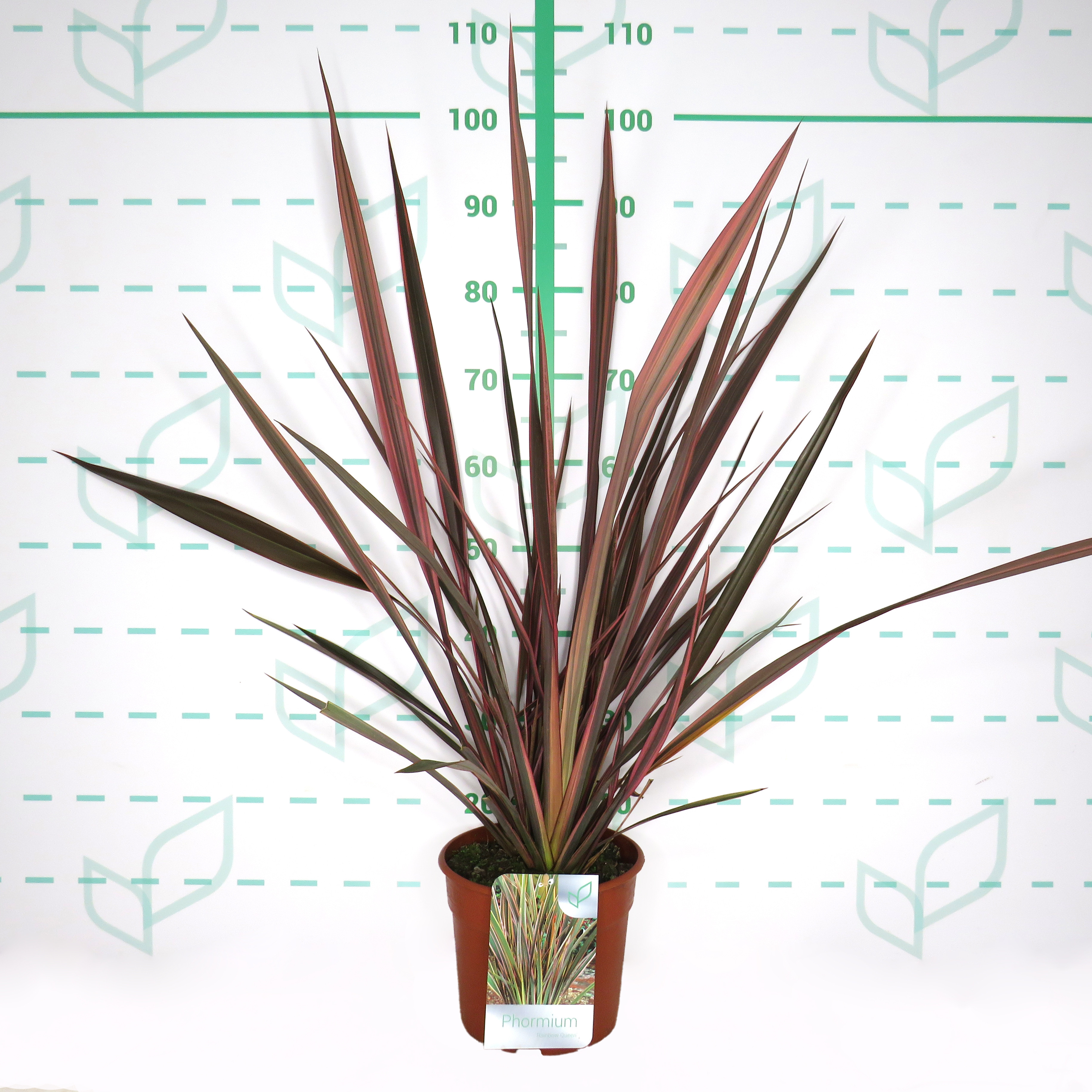 Phormium "Rainbow Queen" 5L Deco 4-6 50/70
