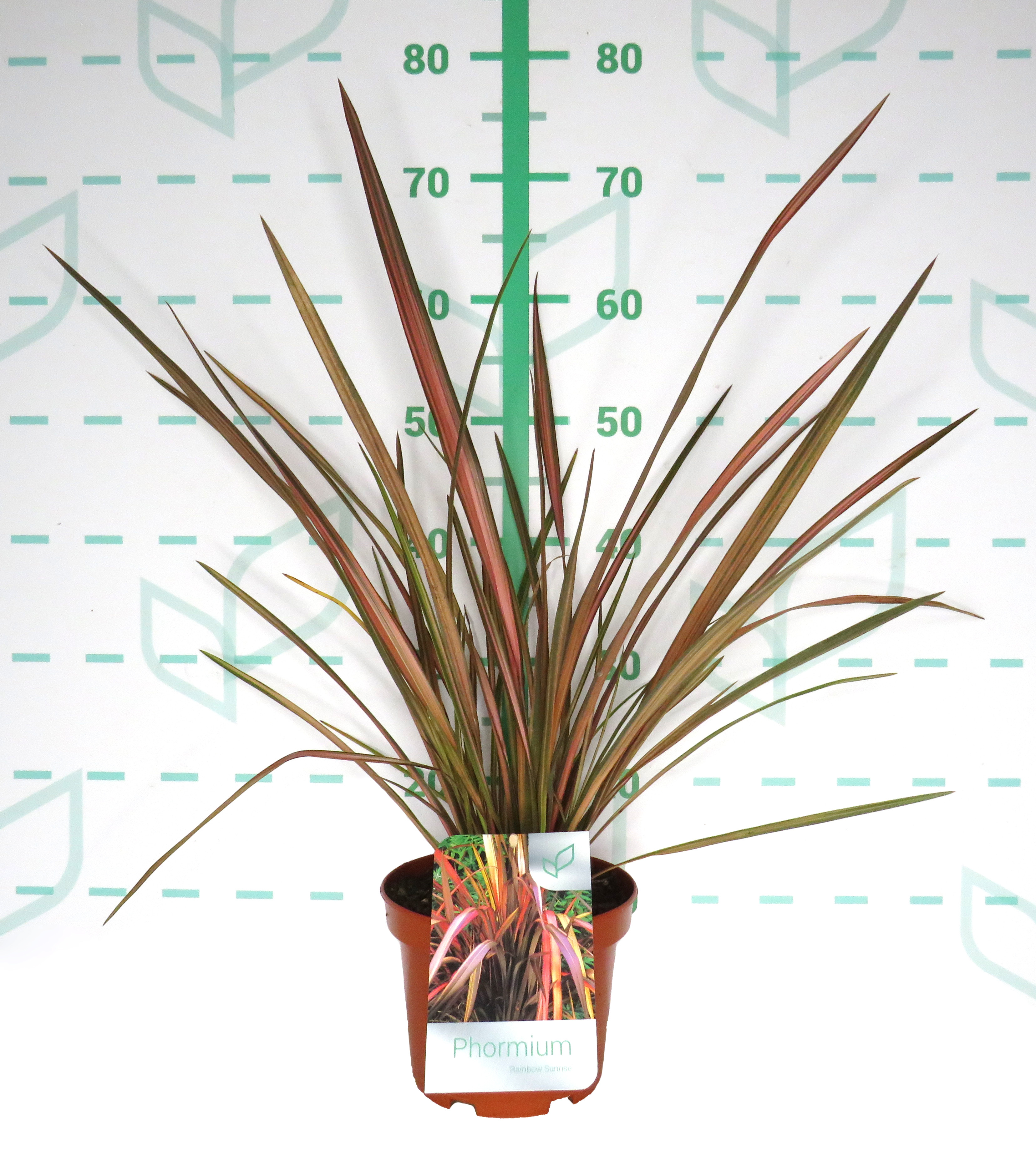 Phormium "Rainbow Sunrise" 3L 4-6 30/40