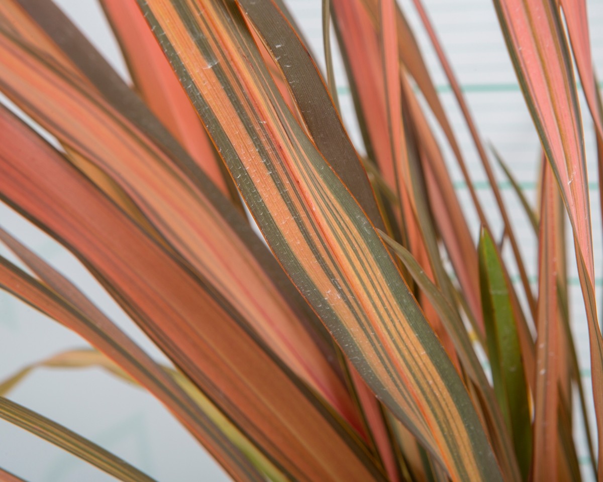 Phormium "Rainbow Sunrise" 10L Deco