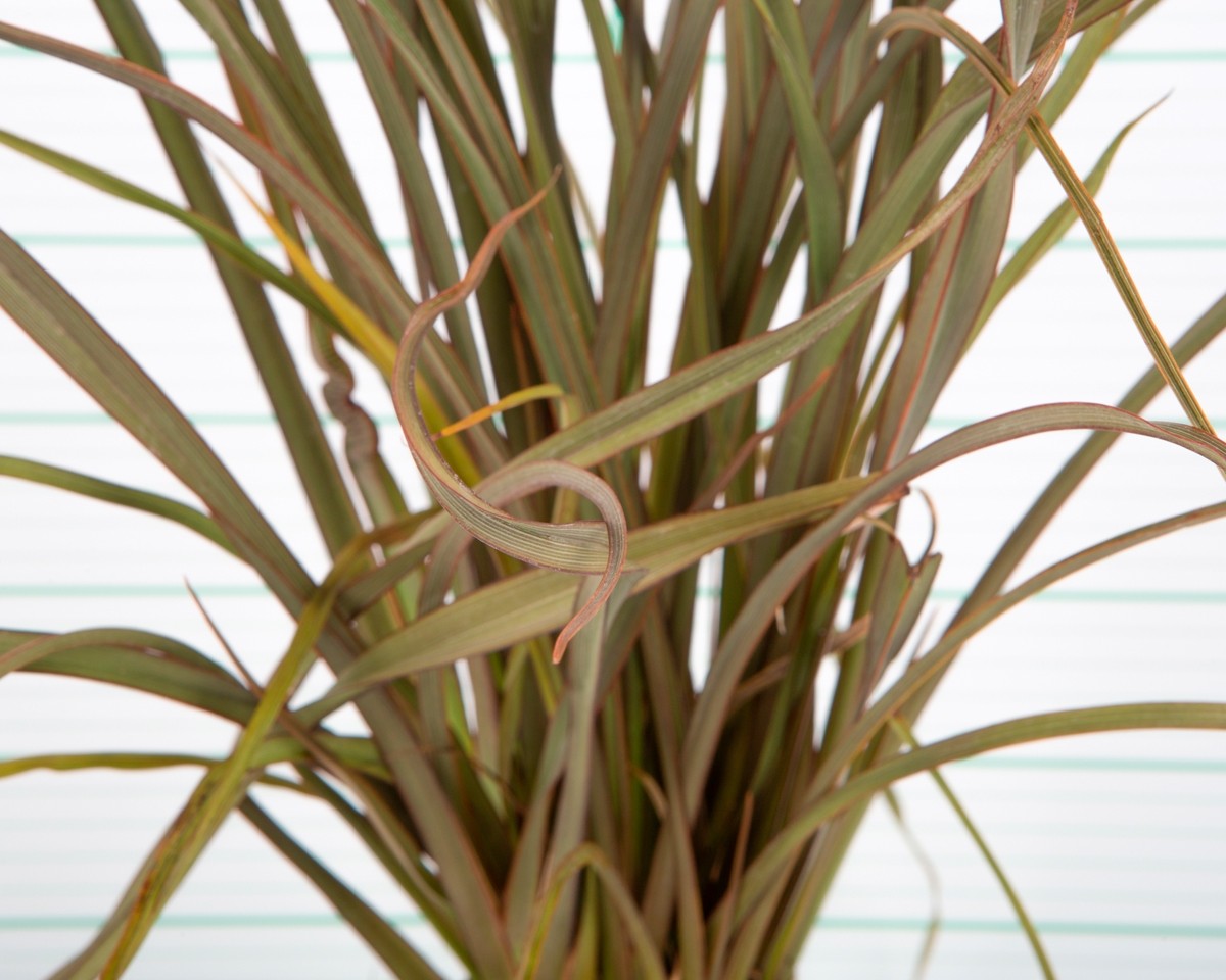 Phormium "Surfer Bronze" 3L 20/25