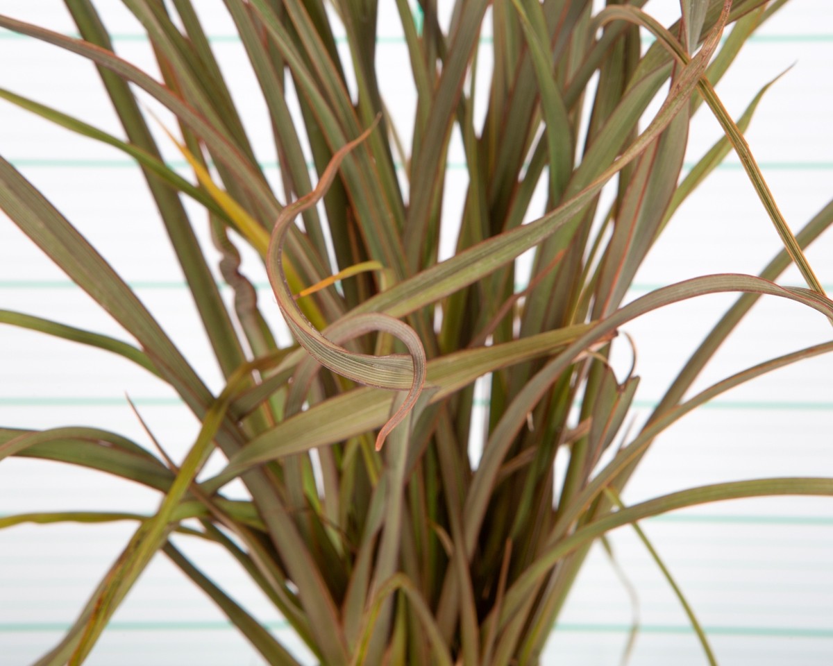 Phormium "Surfer Bronze" 3L 10-15 20/25