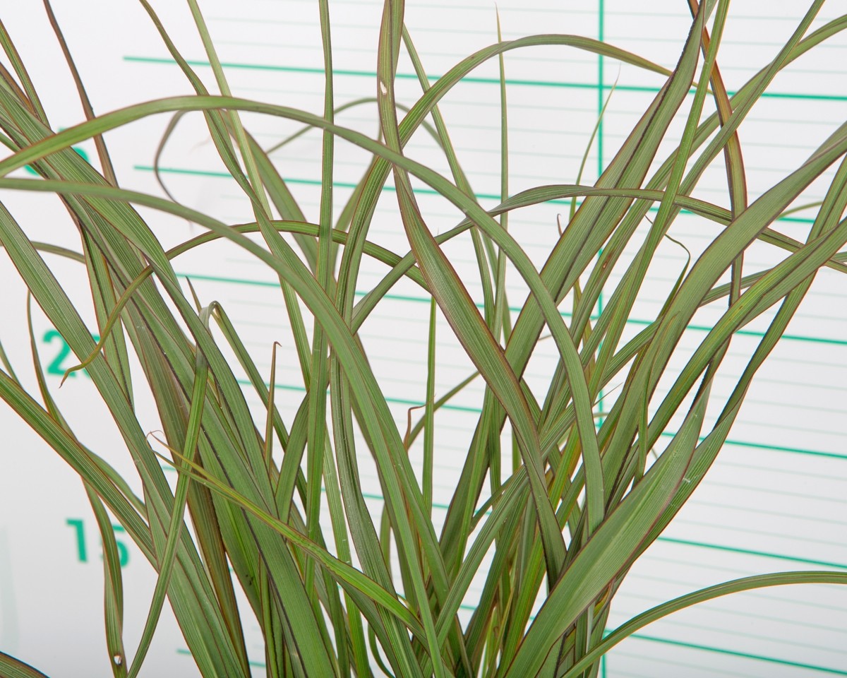 Phormium "Surfer Green" 3L 10-15 20/30