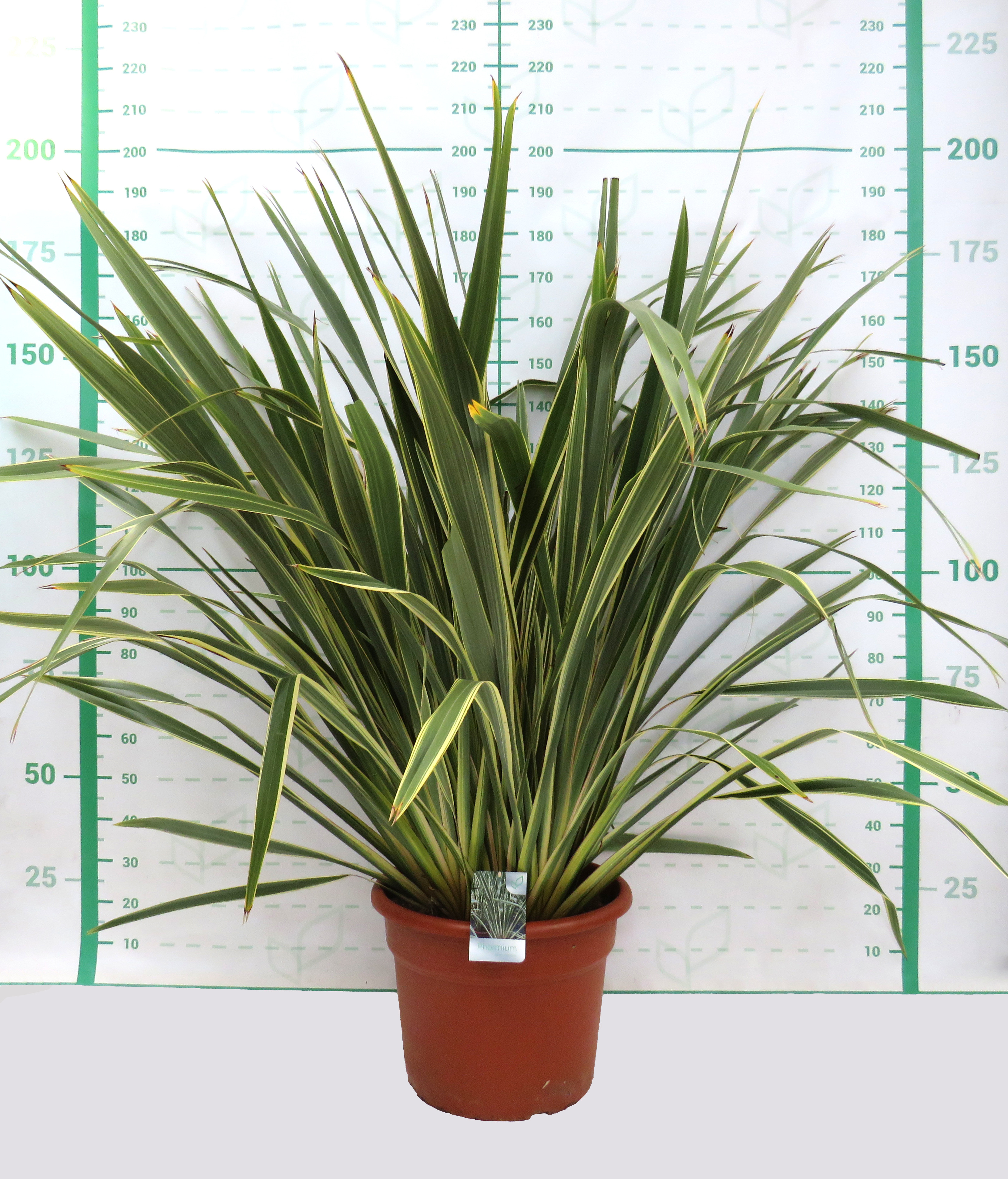 Phormium tenax "Variegata" 65L Deco 14-16 170/190