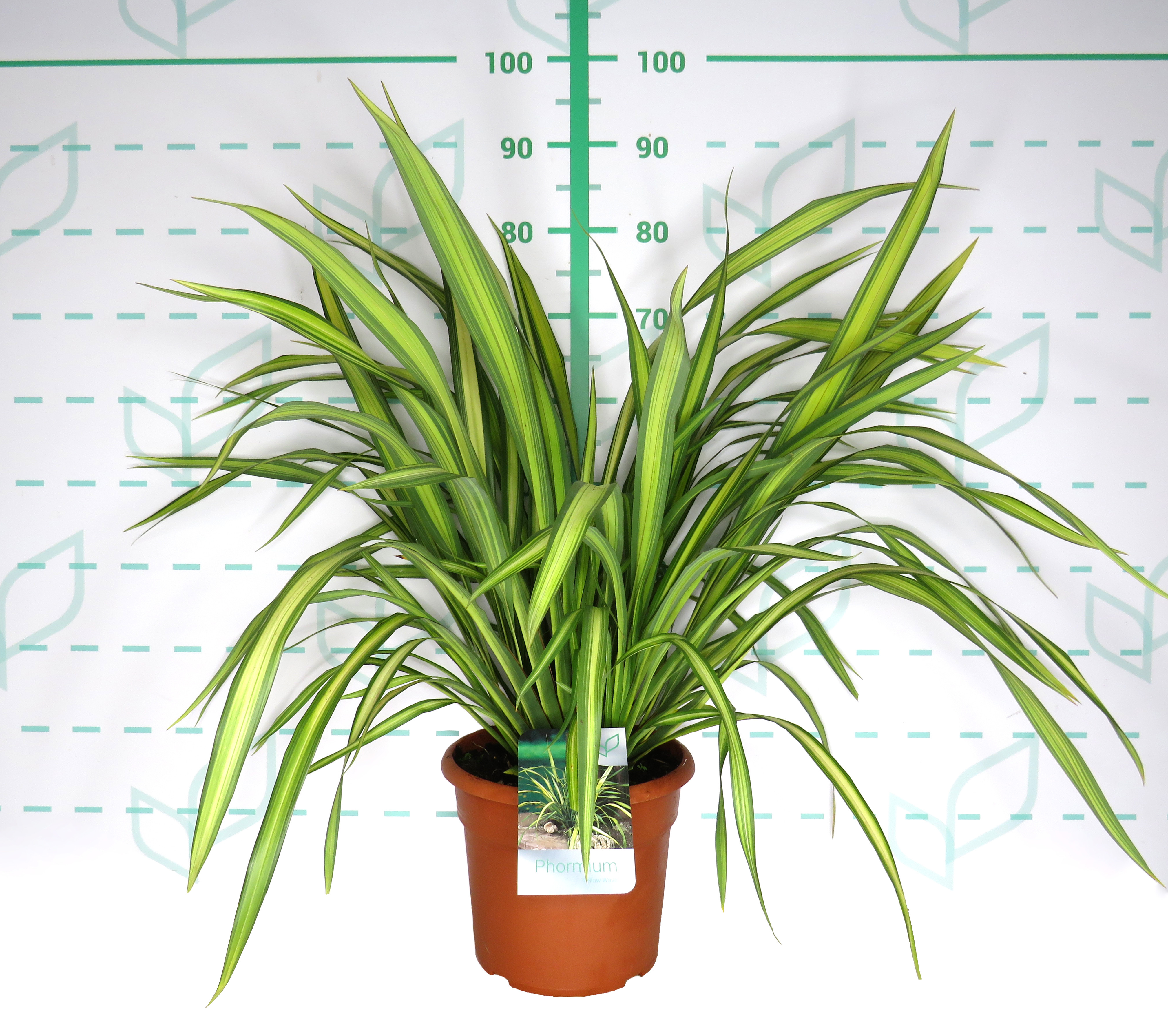 Phormium "Yellow Wave" 10L Deco 6-8 50/70