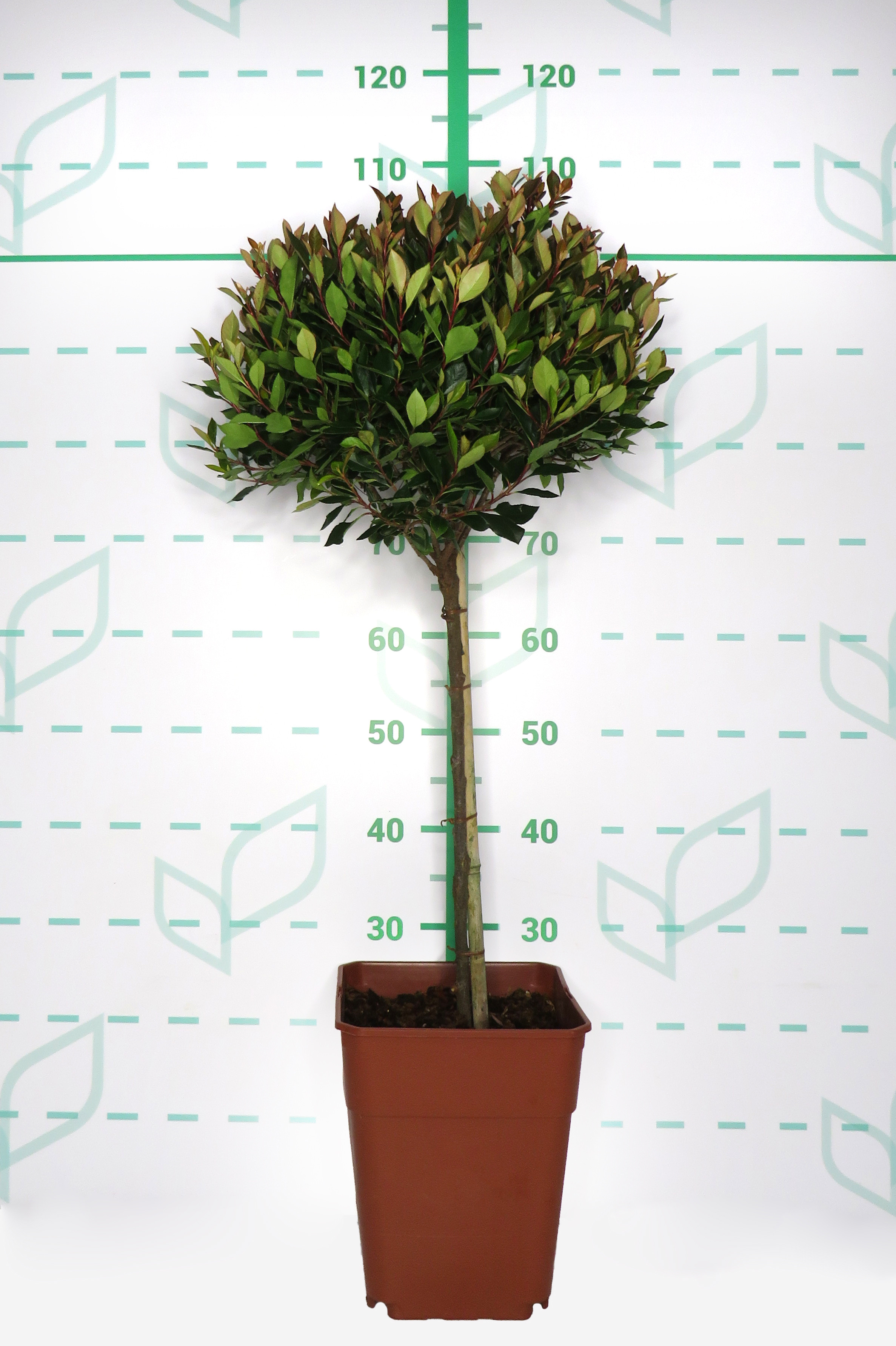 Photinia "Chico" ® 11L Cuadrada Ht 40