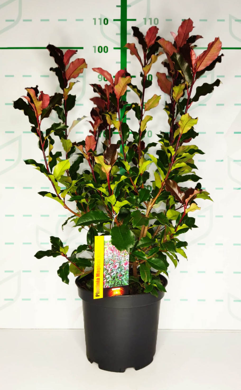 Photinia "Magical Volcano" 10L 80/100