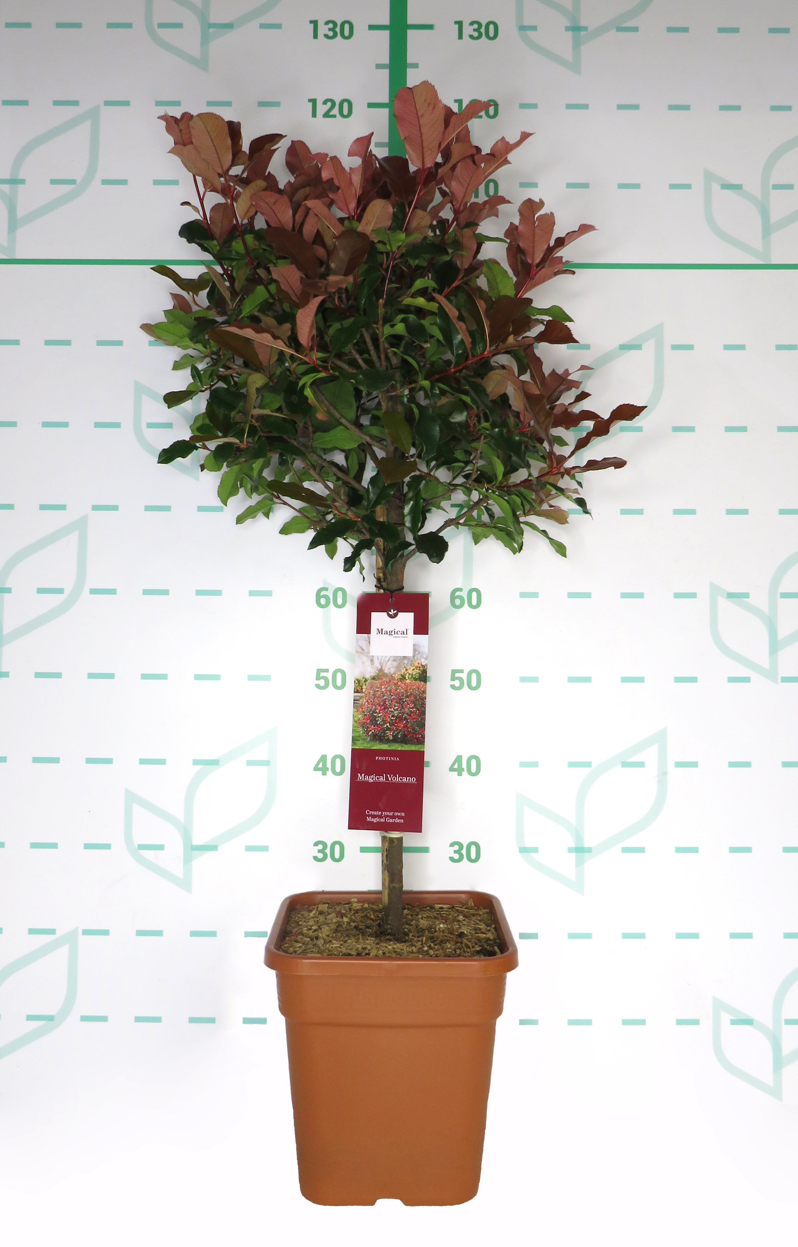 Photinia "Magical Volcano" 11L Cuadrada Ht 40 80/100 (Mini Copa)