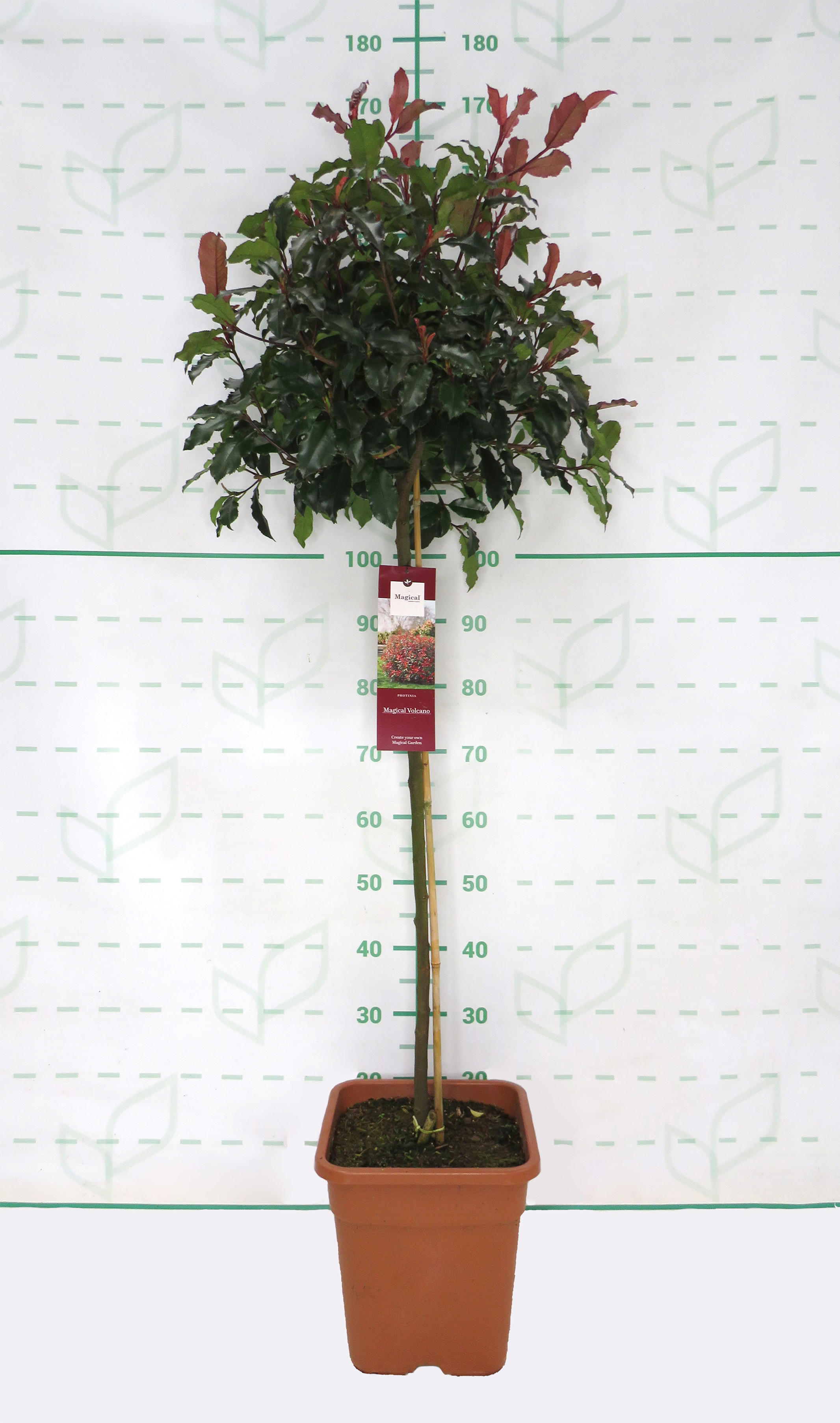 Photinia "Magical Volcano" 14L Cuadrada Ht 70/80 120/130
